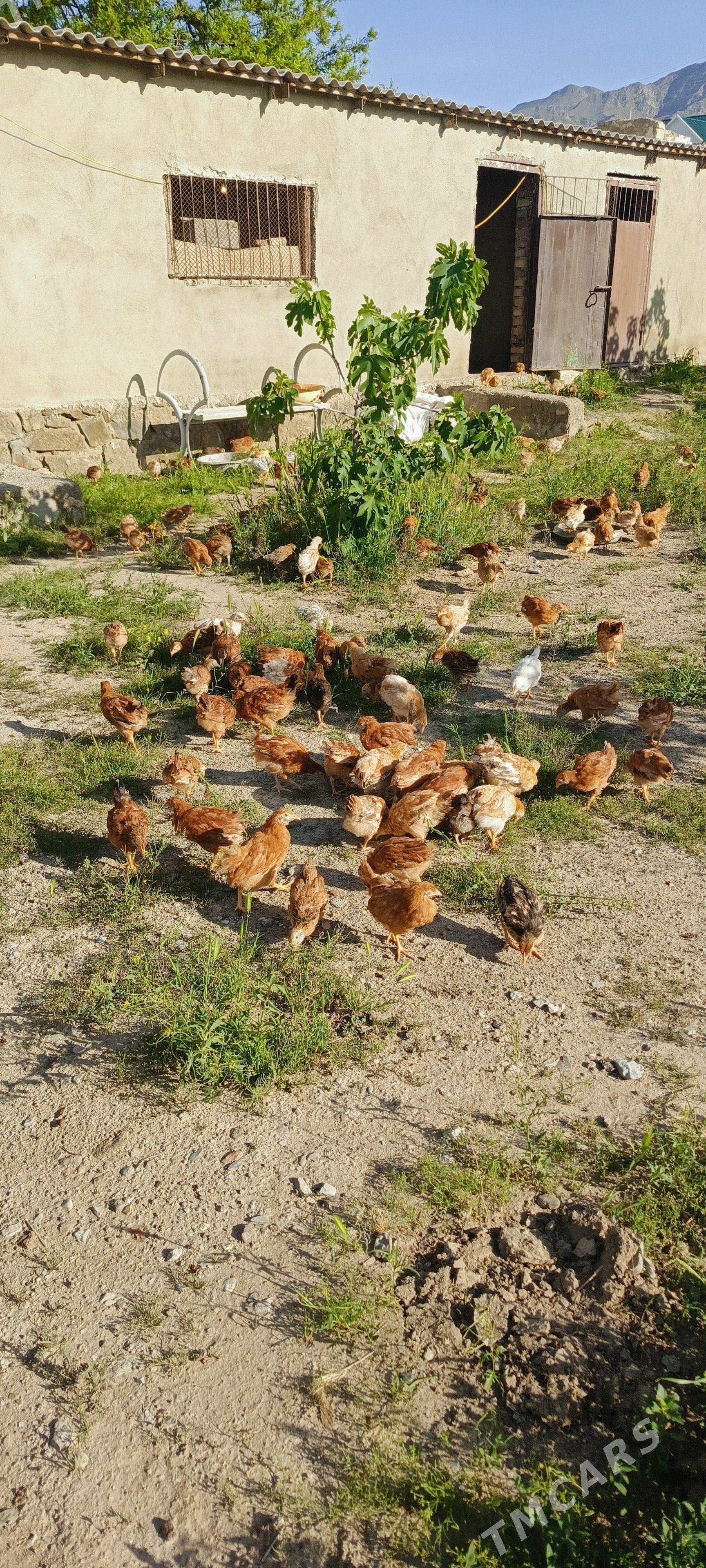 Jüje - Берекет - img 1