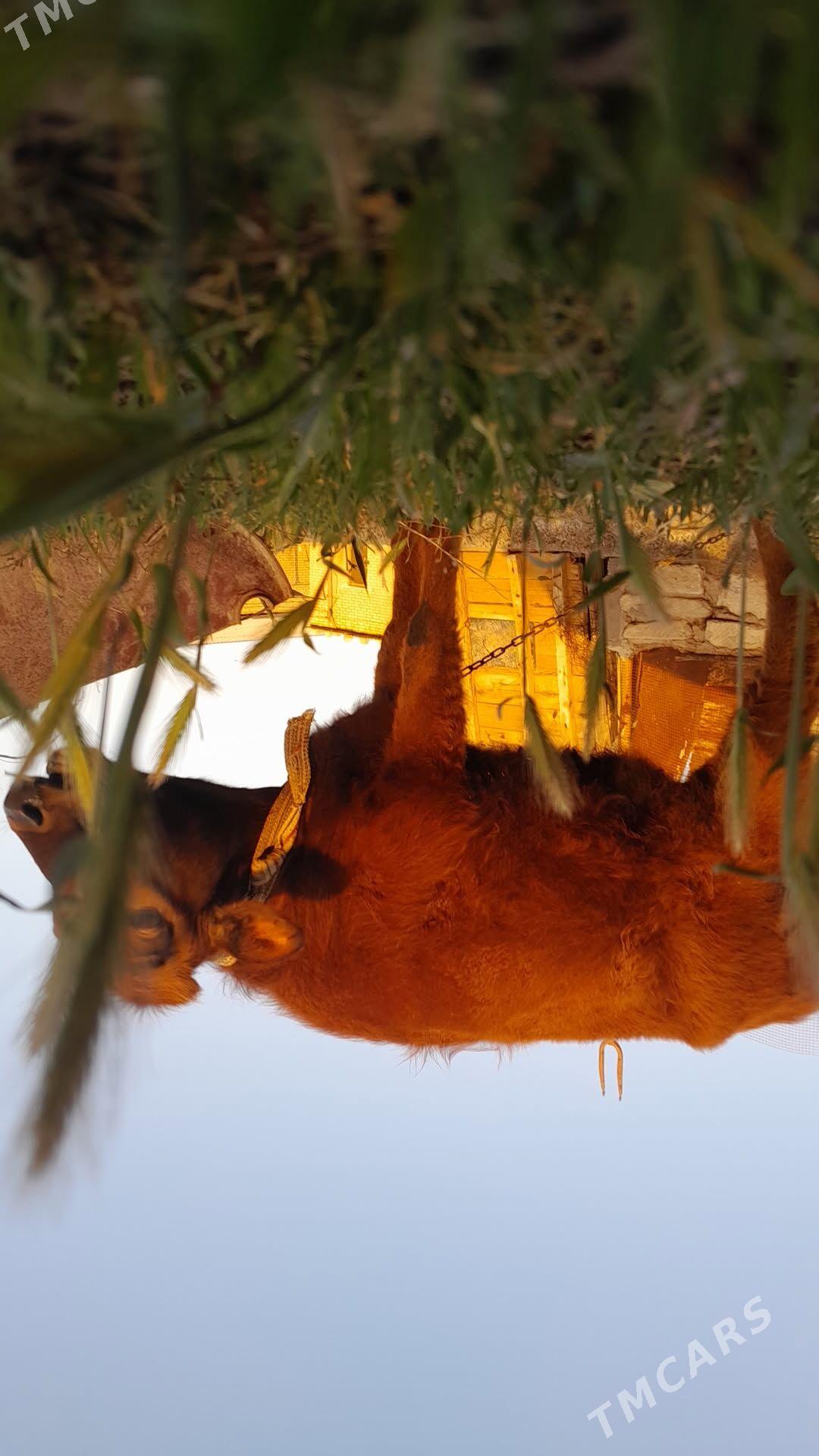 Gulajyn Gole - Векильбазар - img 1