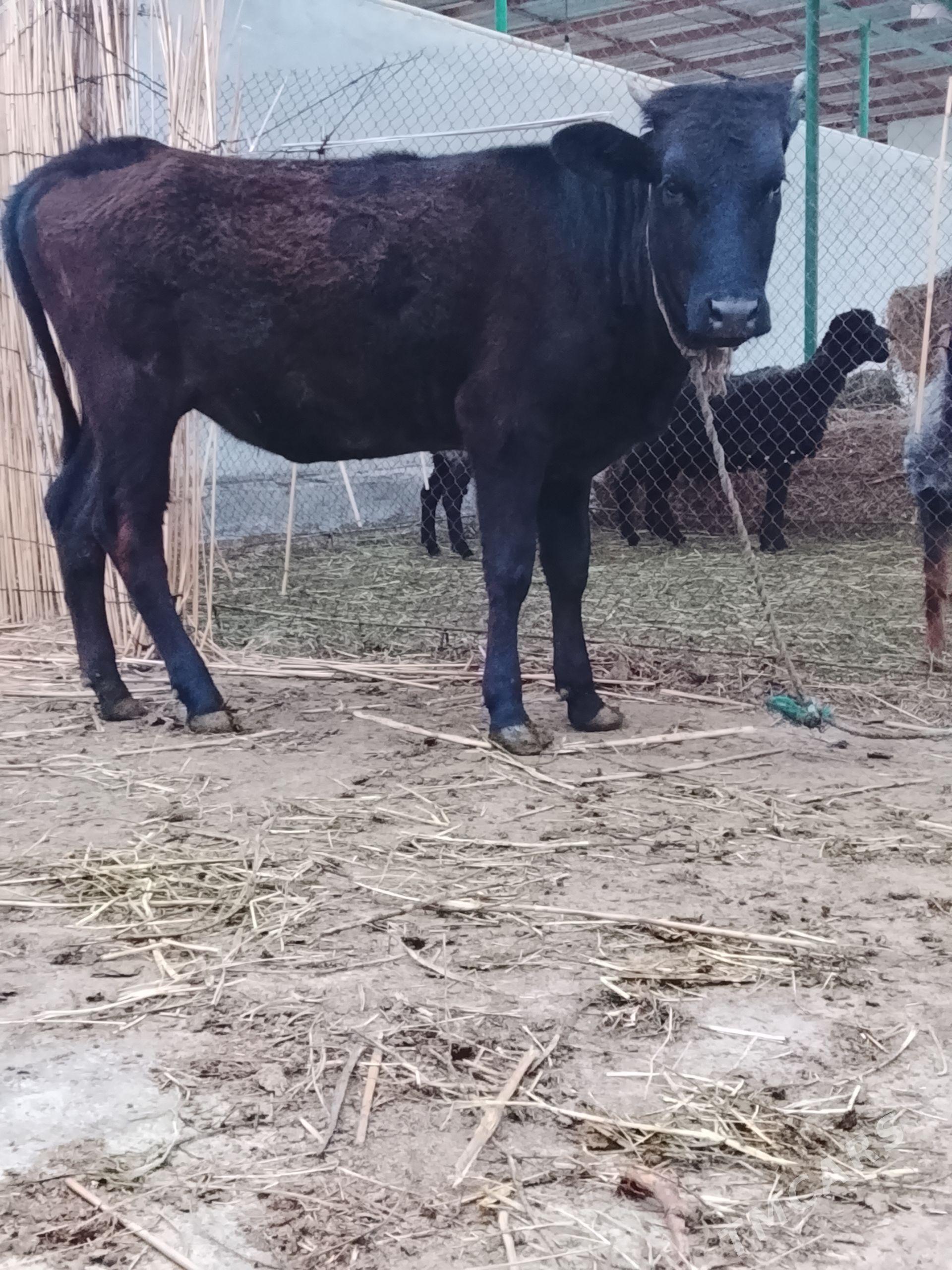 tüwe - Gökdepe - img 1