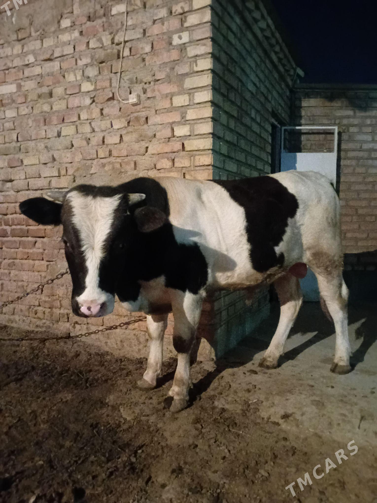 окиз или. - Бахарден - img 1