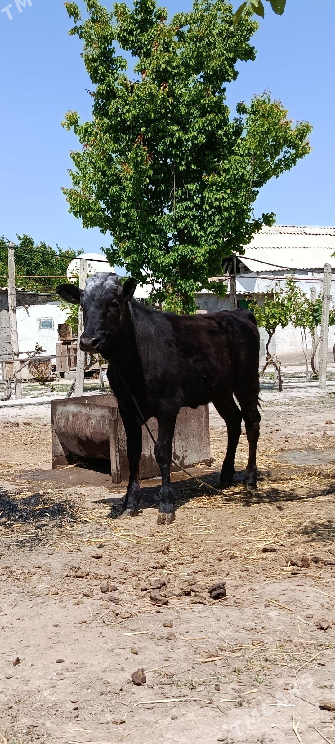 Tuwe  2 sany - Ашхабад - img 1