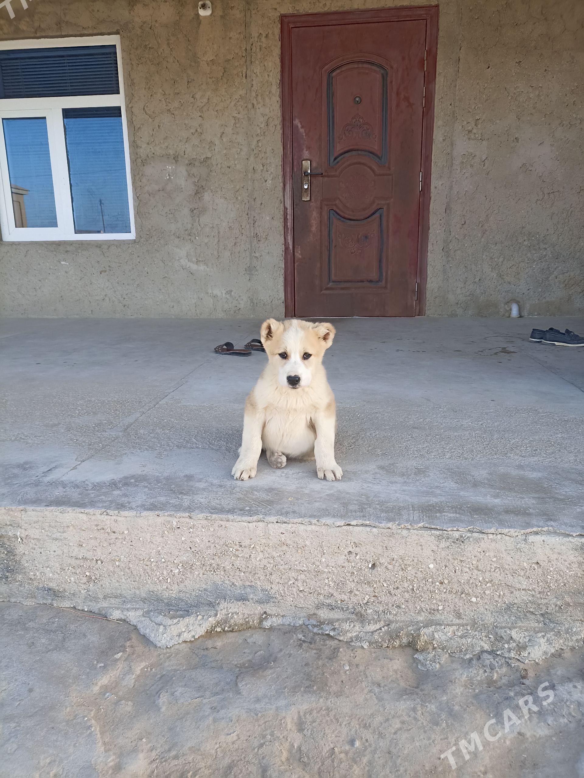 Alabay güjük - Esenguly - img 1