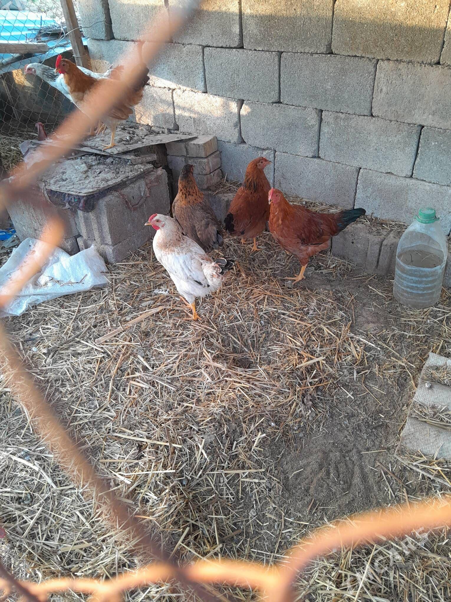 horaz - Gökdepe - img 1