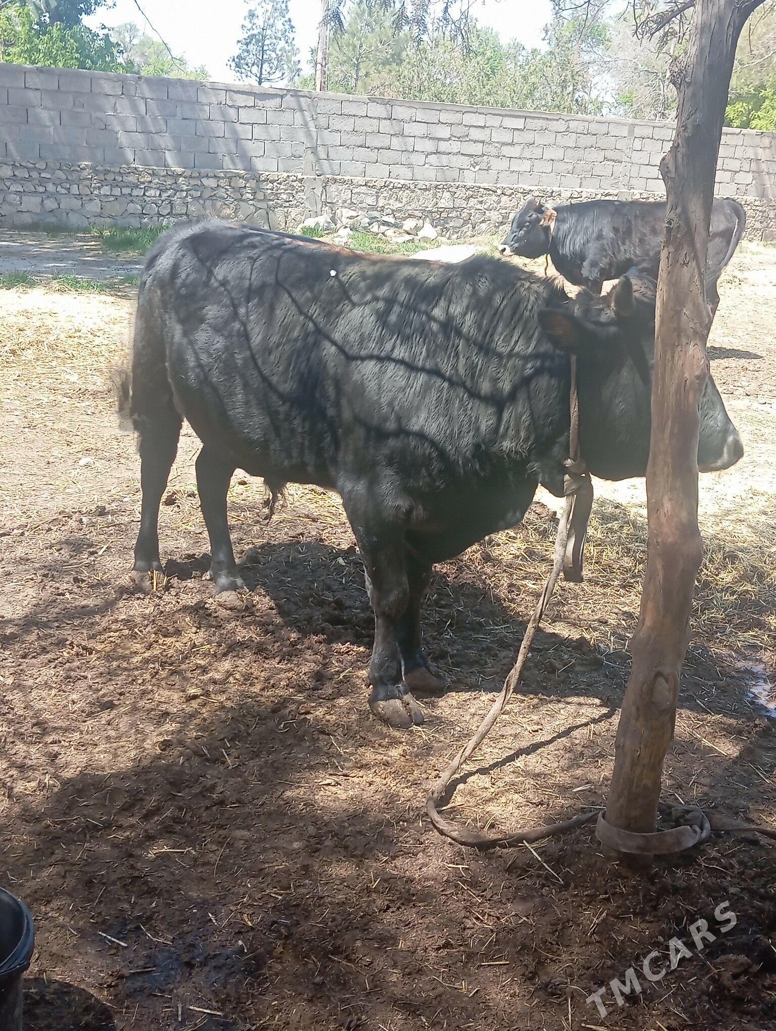 ÖKIZ . - Bereket - img 1