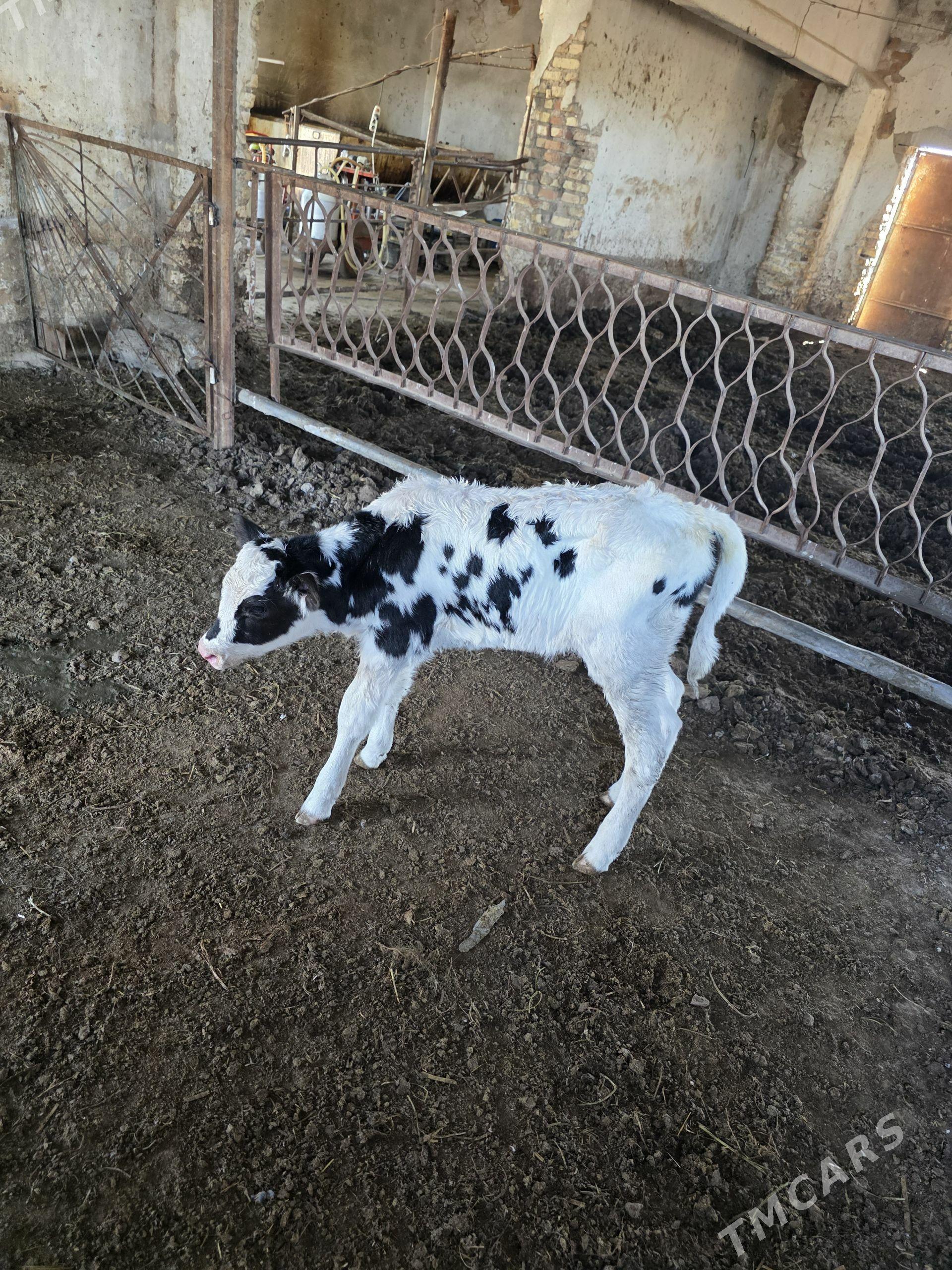 Голштейин голе - Чарджоу - img 1