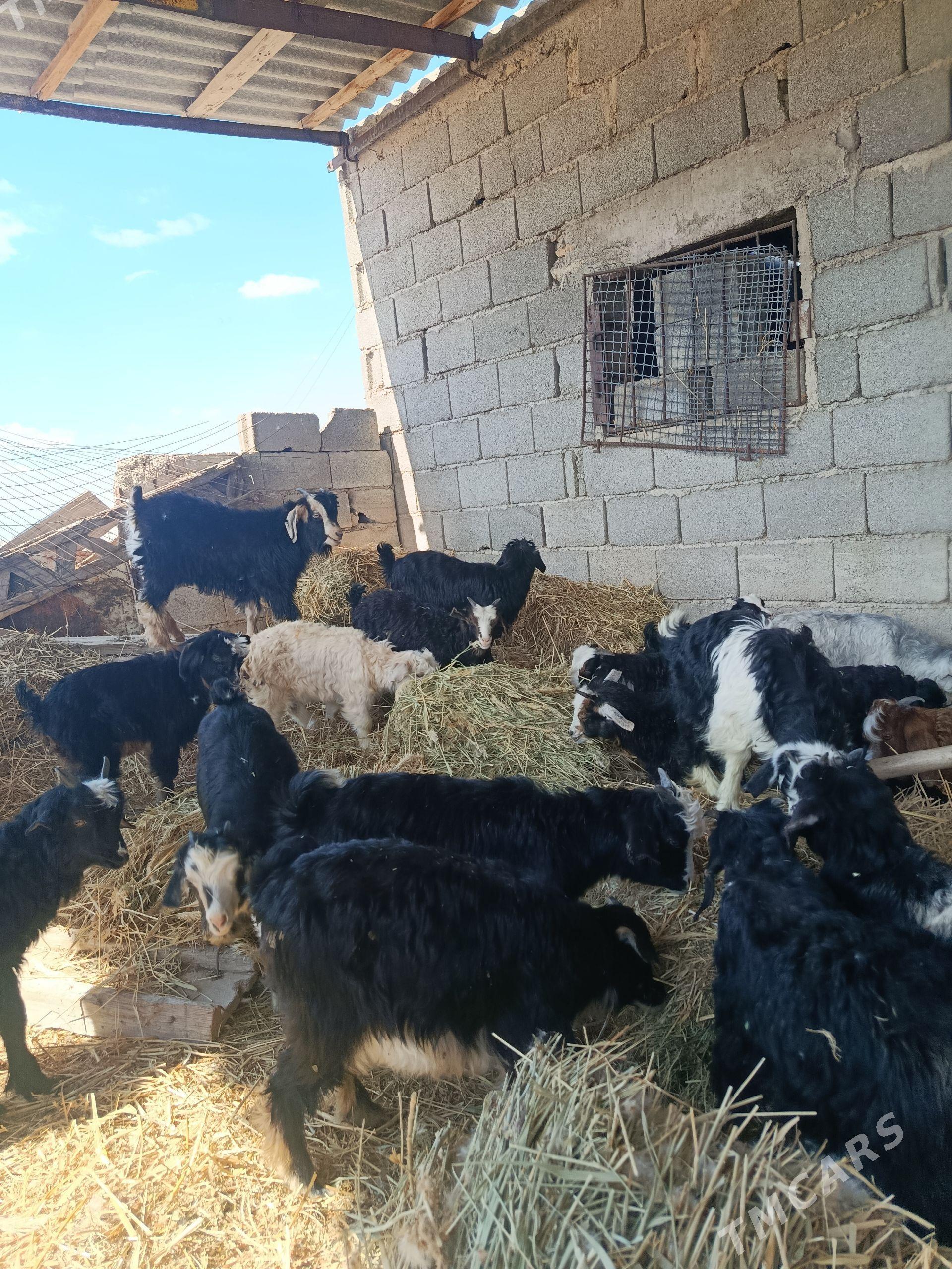 owlak - Гызыларбат - img 1