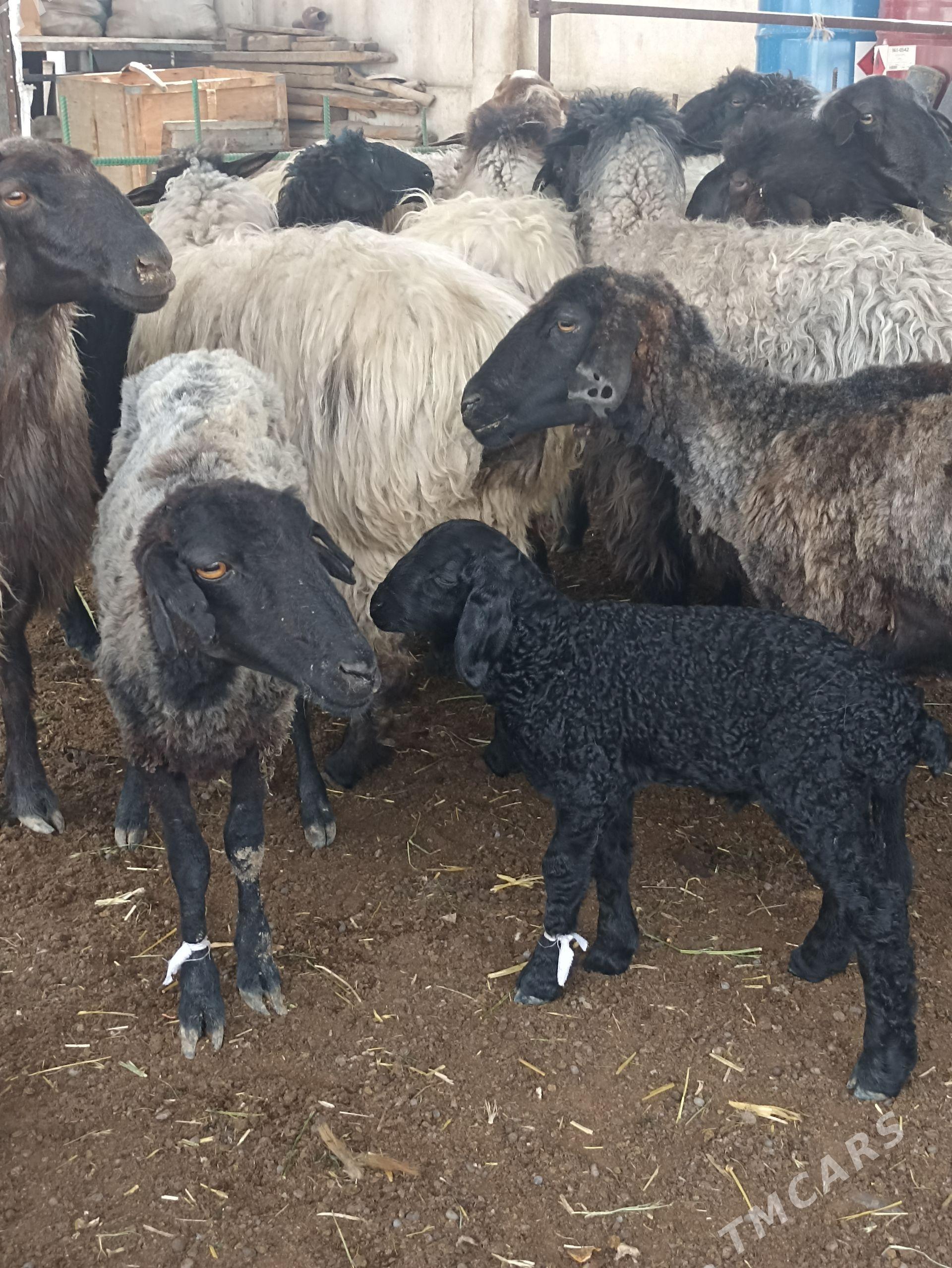 guzuly goyun garakolu - Garadamak Şor - img 1