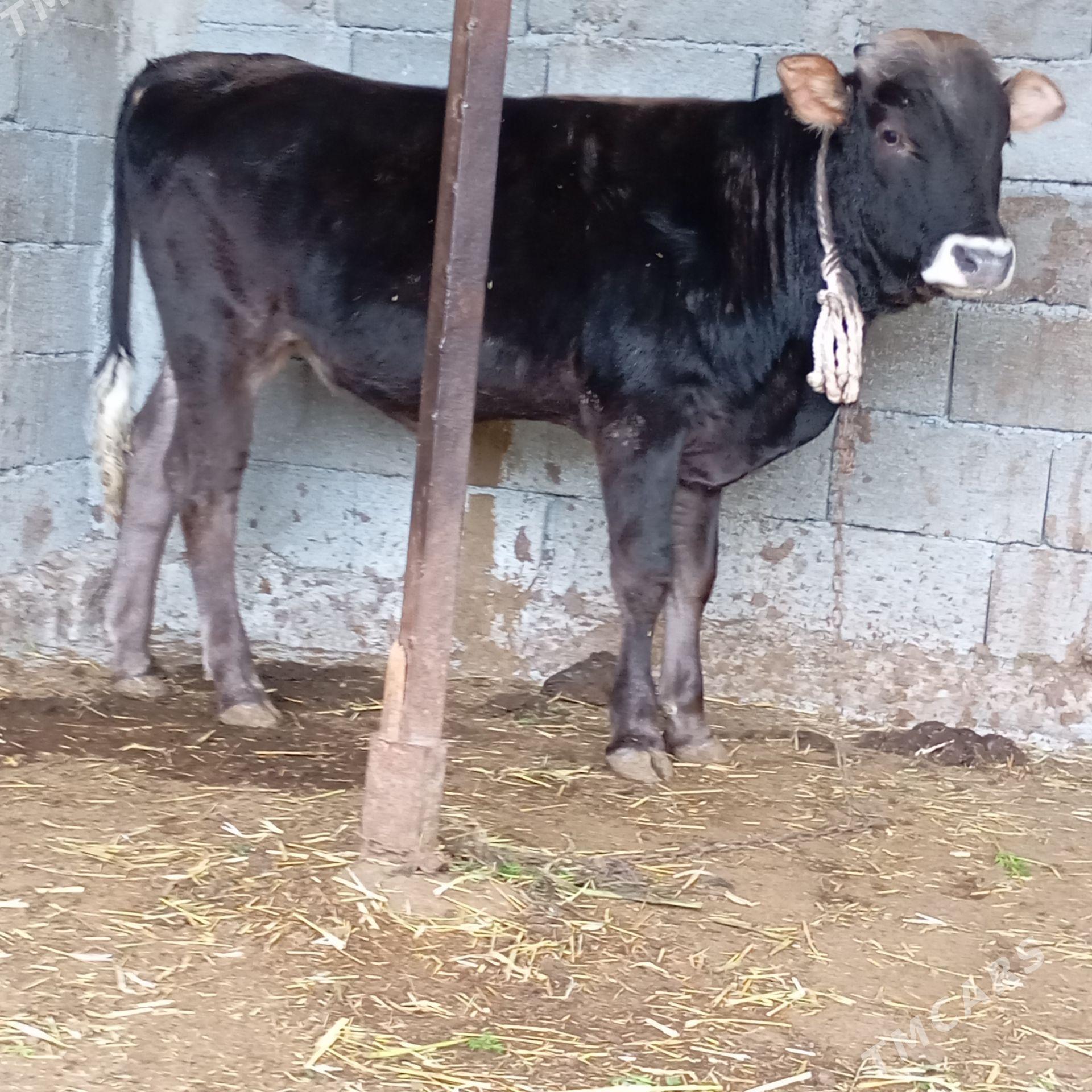 öküz - Кипджак - img 1