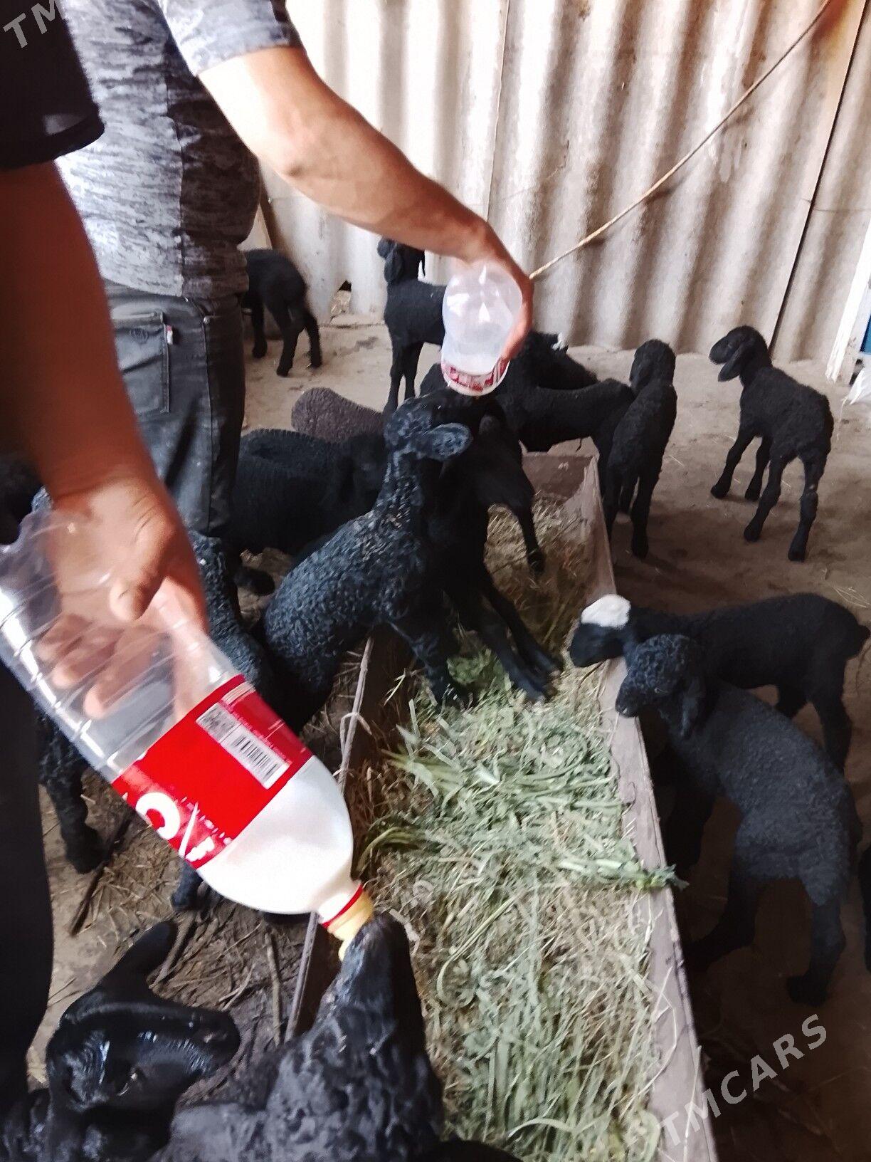 guzy - Мары - img 1