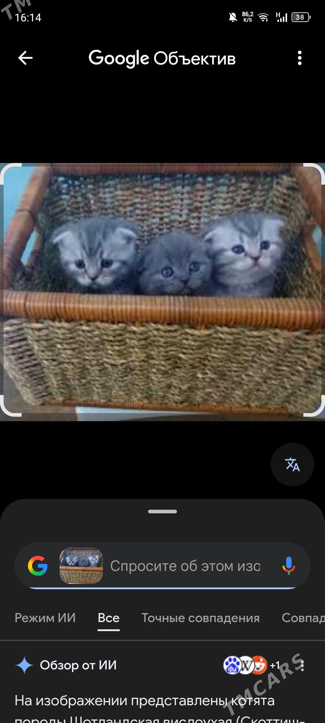 шотланский катята - Mary - img 1