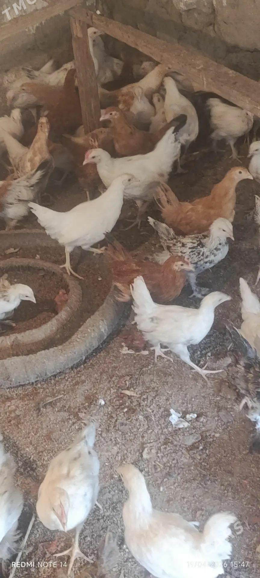 3 aýlyk satlyk jüýje - Bäherden - img 1