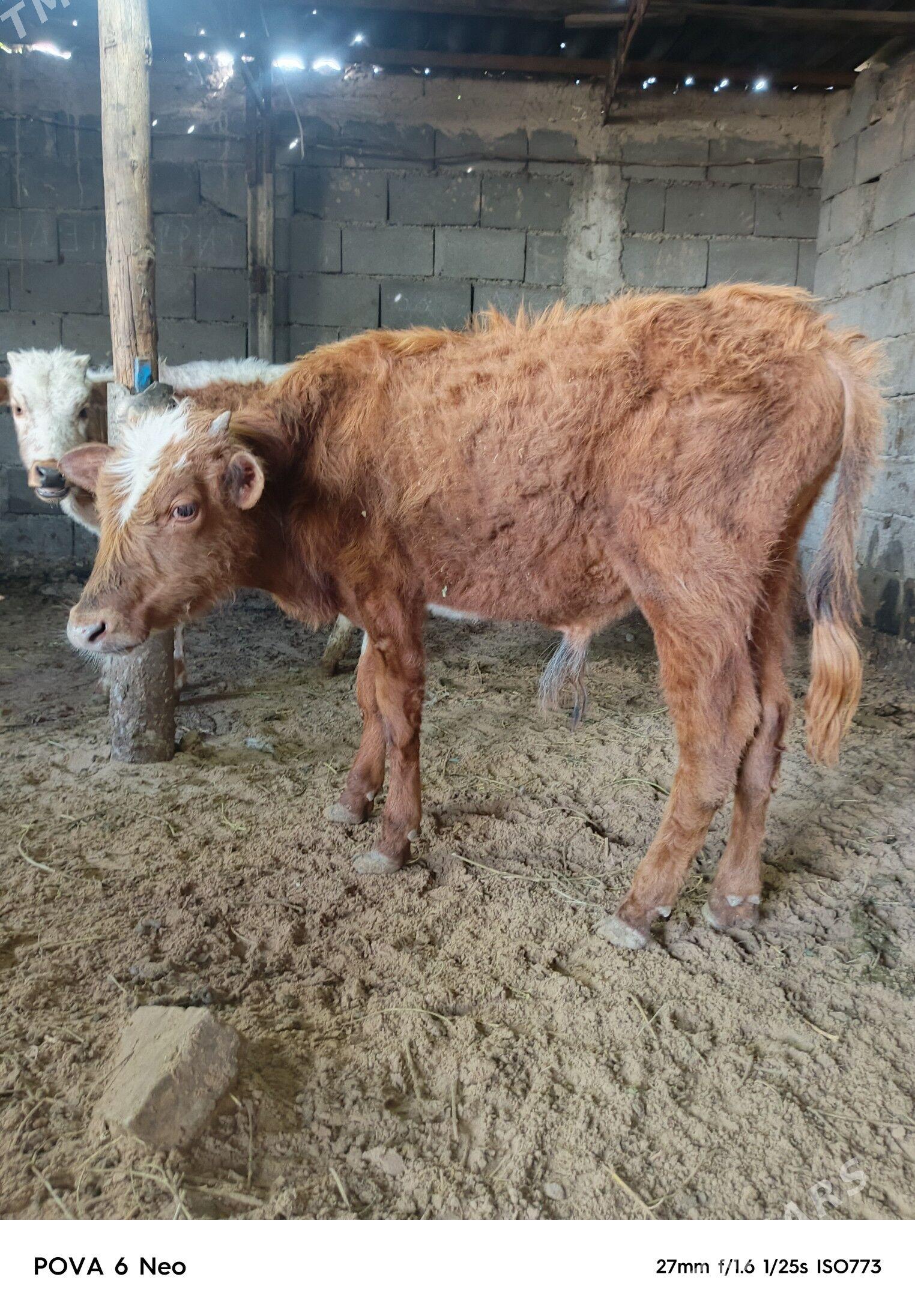 okiz - Herrikgala - img 1