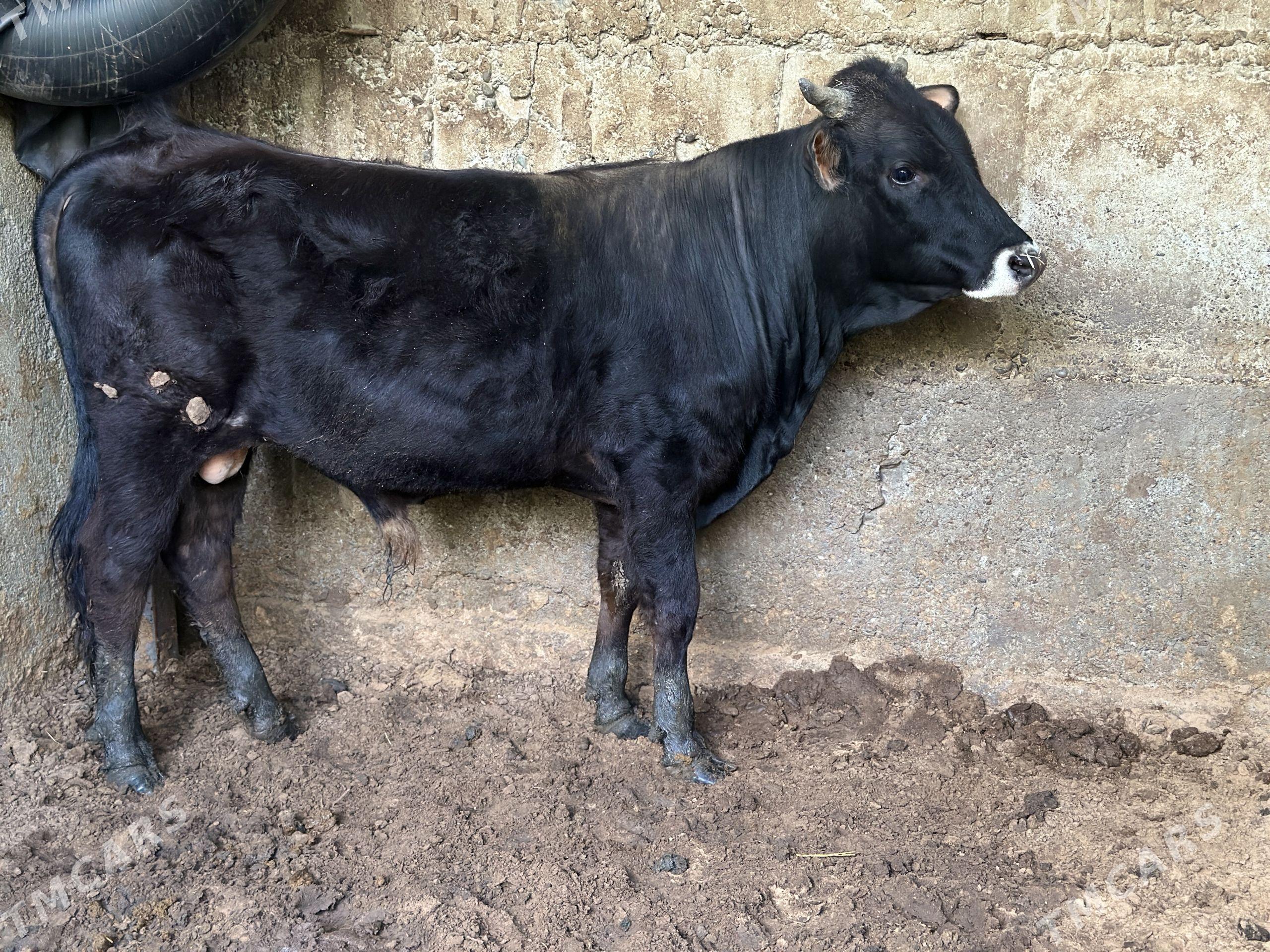 öküz gara şwes - Ашхабад - img 1