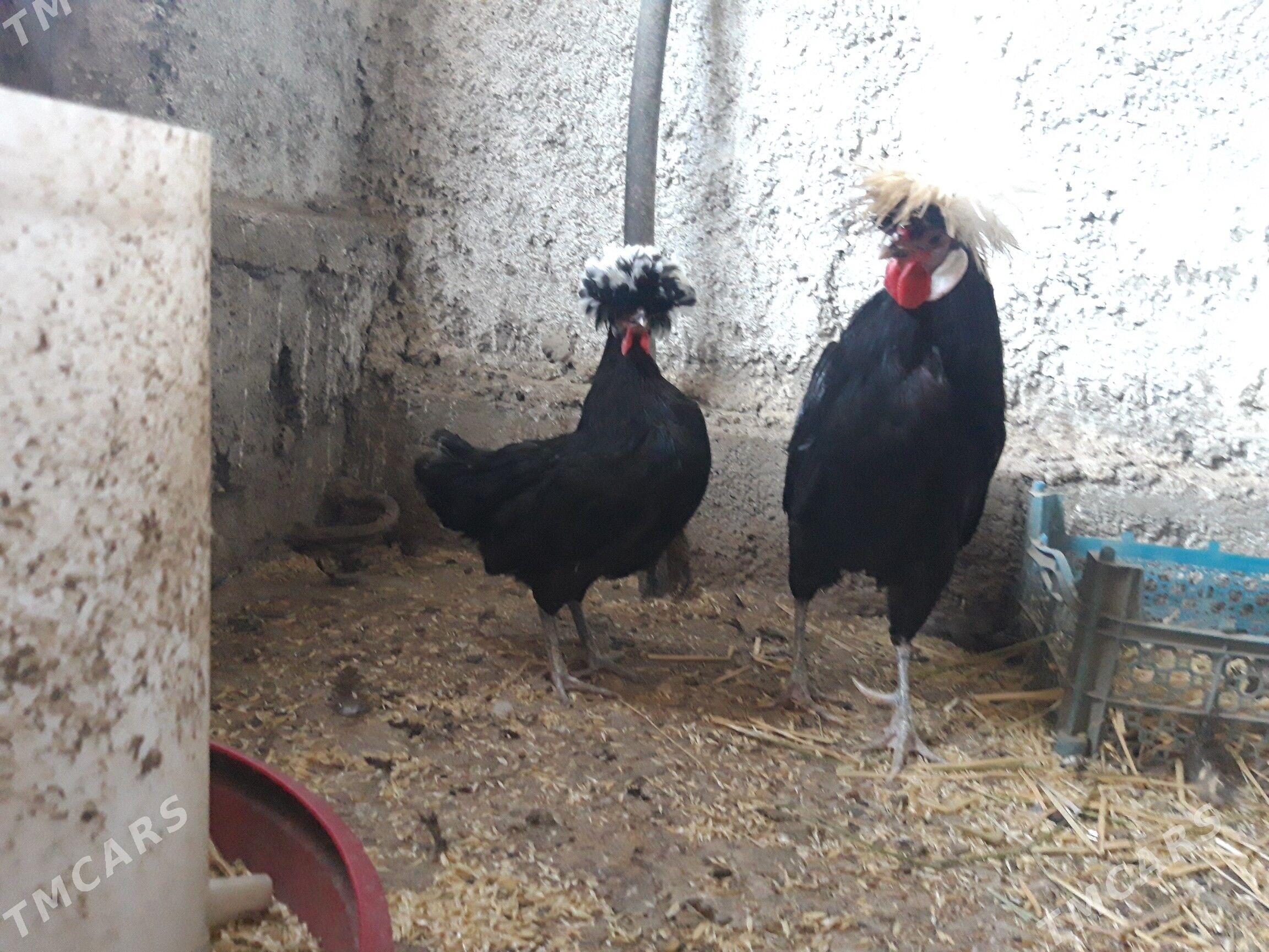 Fizan Horaz Towuk - Gökdepe - img 1