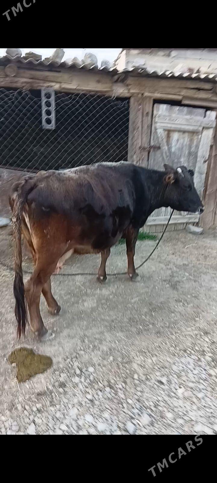 bogaz sygyr - Гызыларбат - img 1