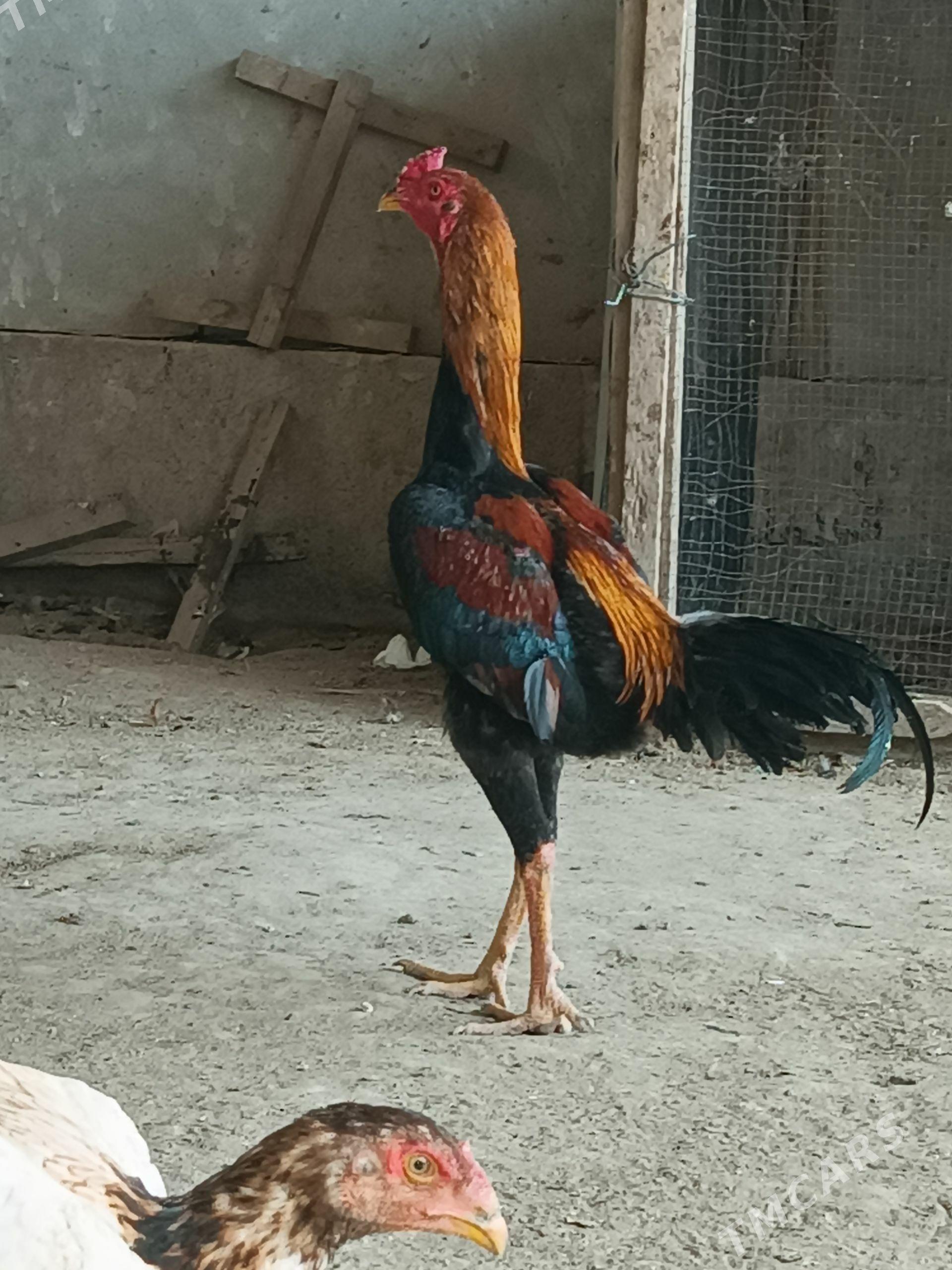 HORAZ - Дянев - img 1