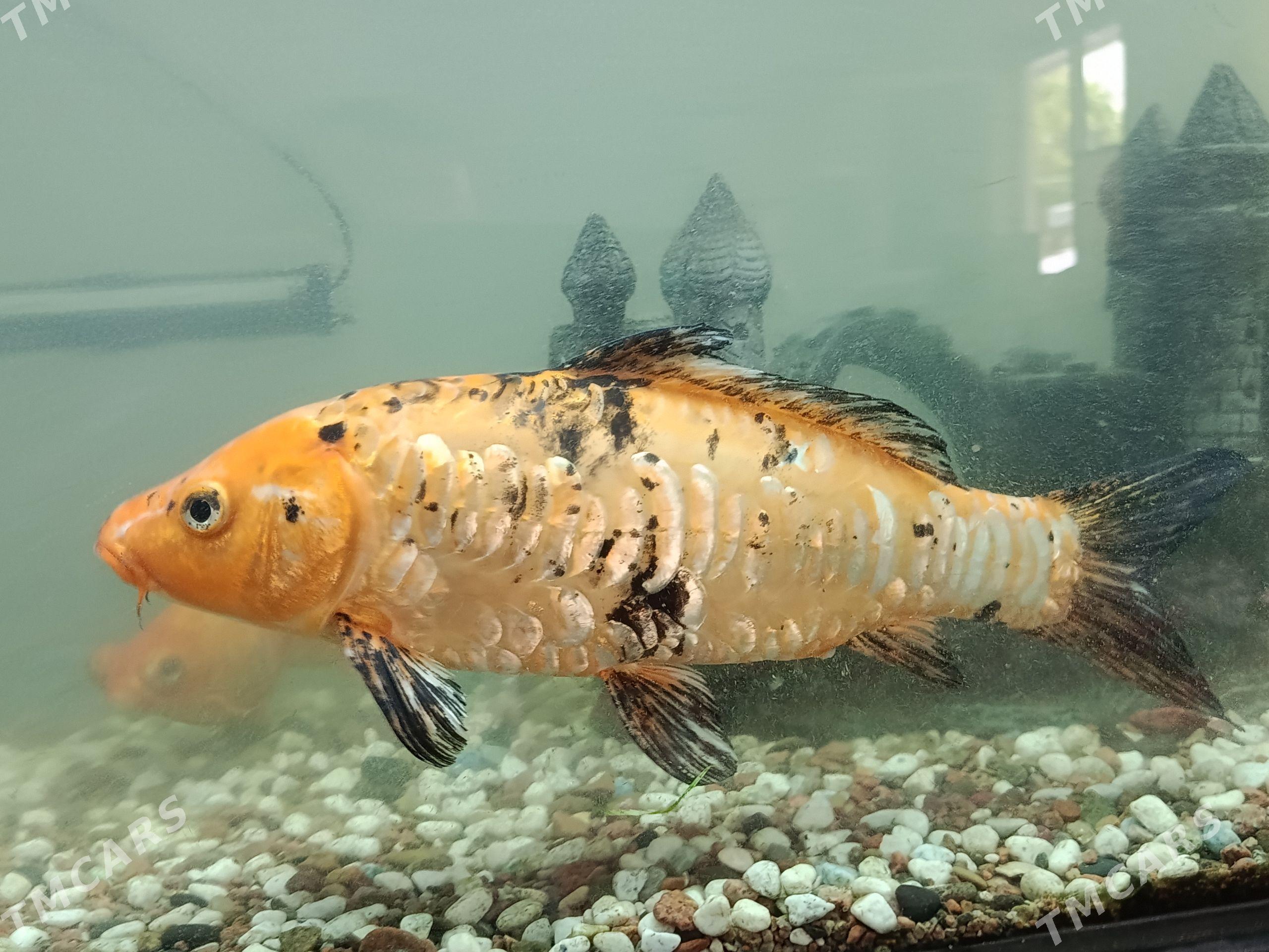 аквариум рыбка akwarum balyk - Aşgabat - img 1