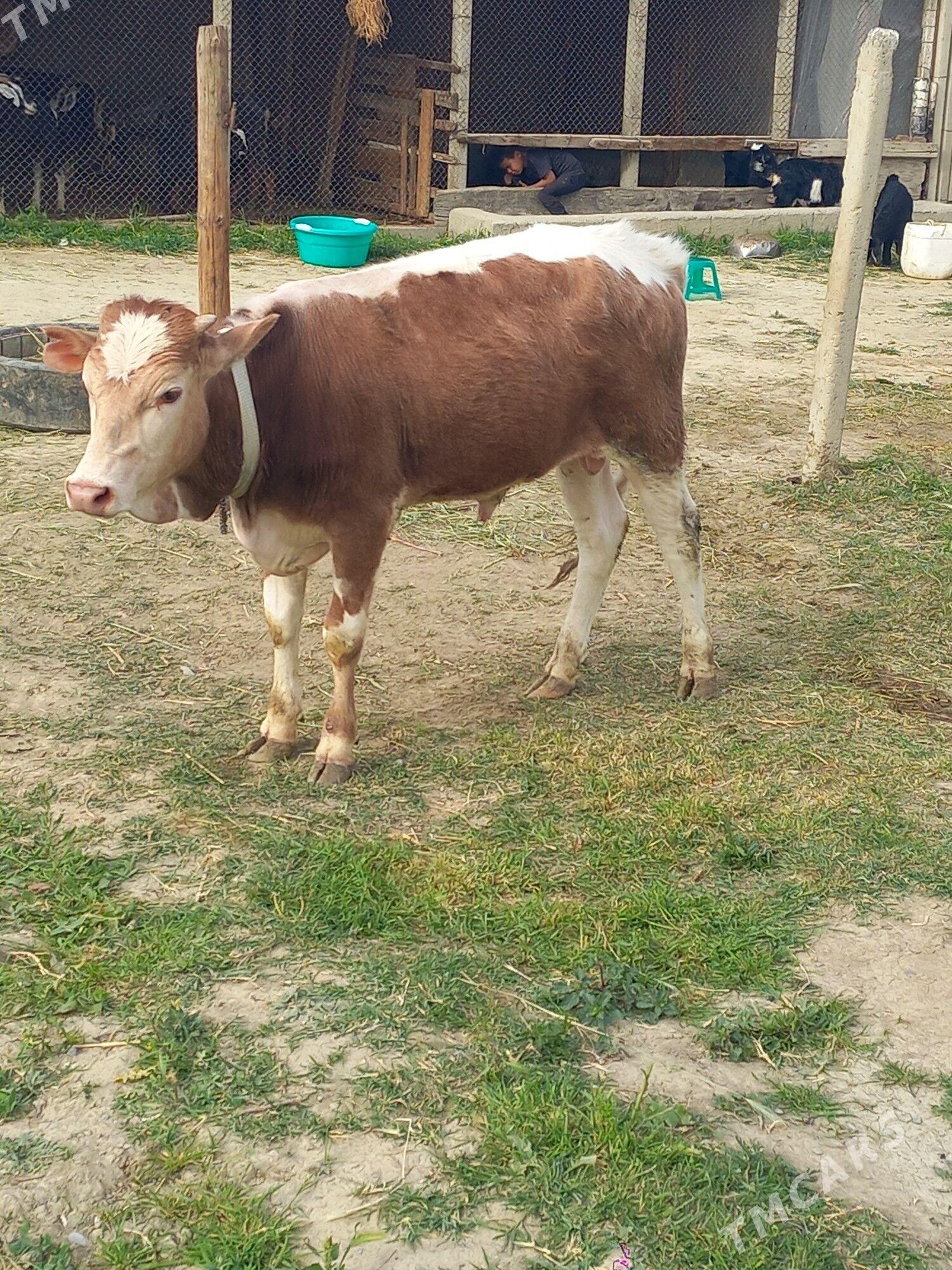 Ökiz - Gökdepe - img 1