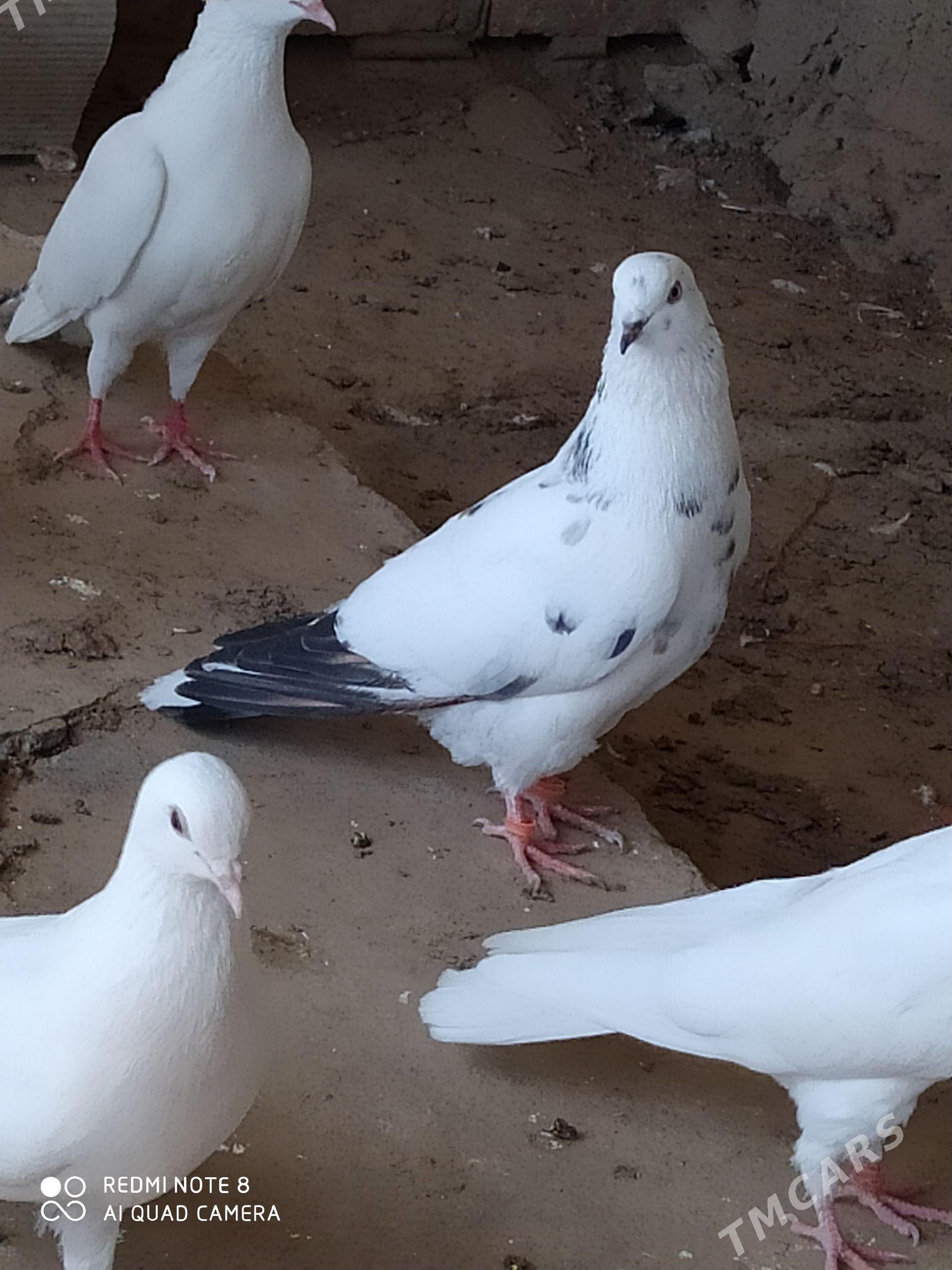 Kepderi - Ашхабад - img 1