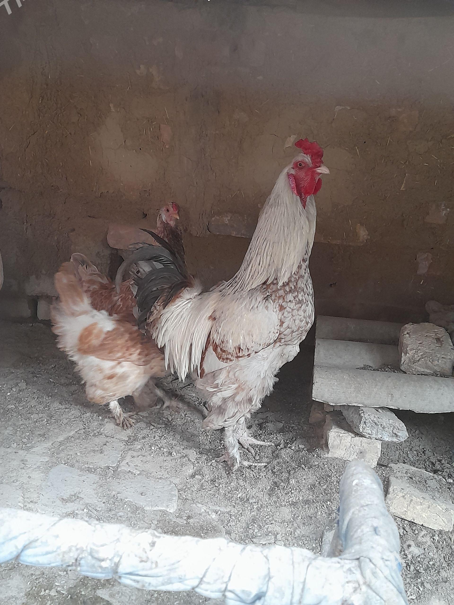 Horaz - Байрамали - img 1