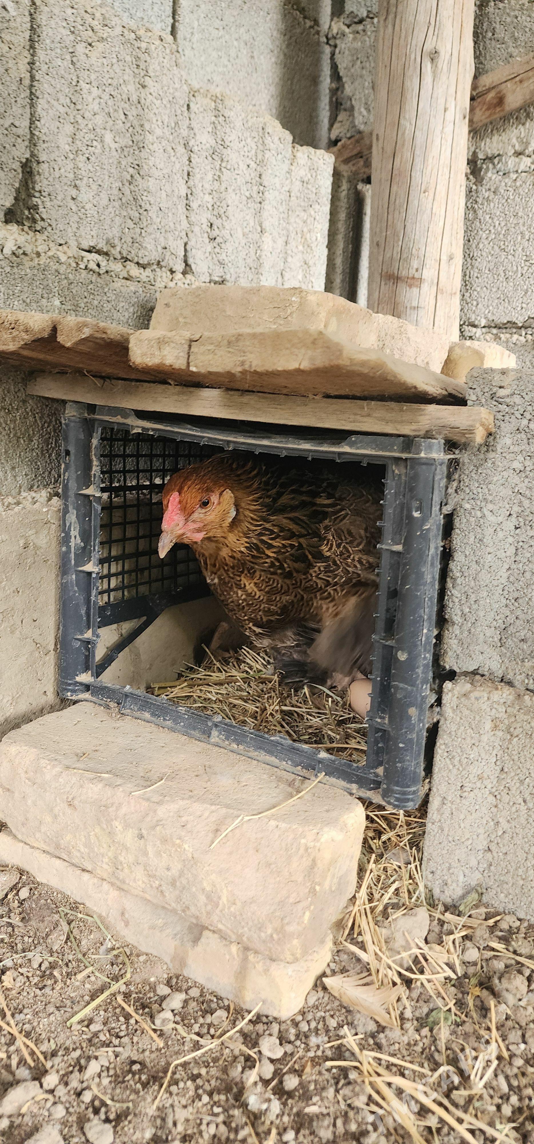 Brama towuk yumrutga - Бузмеин - img 1