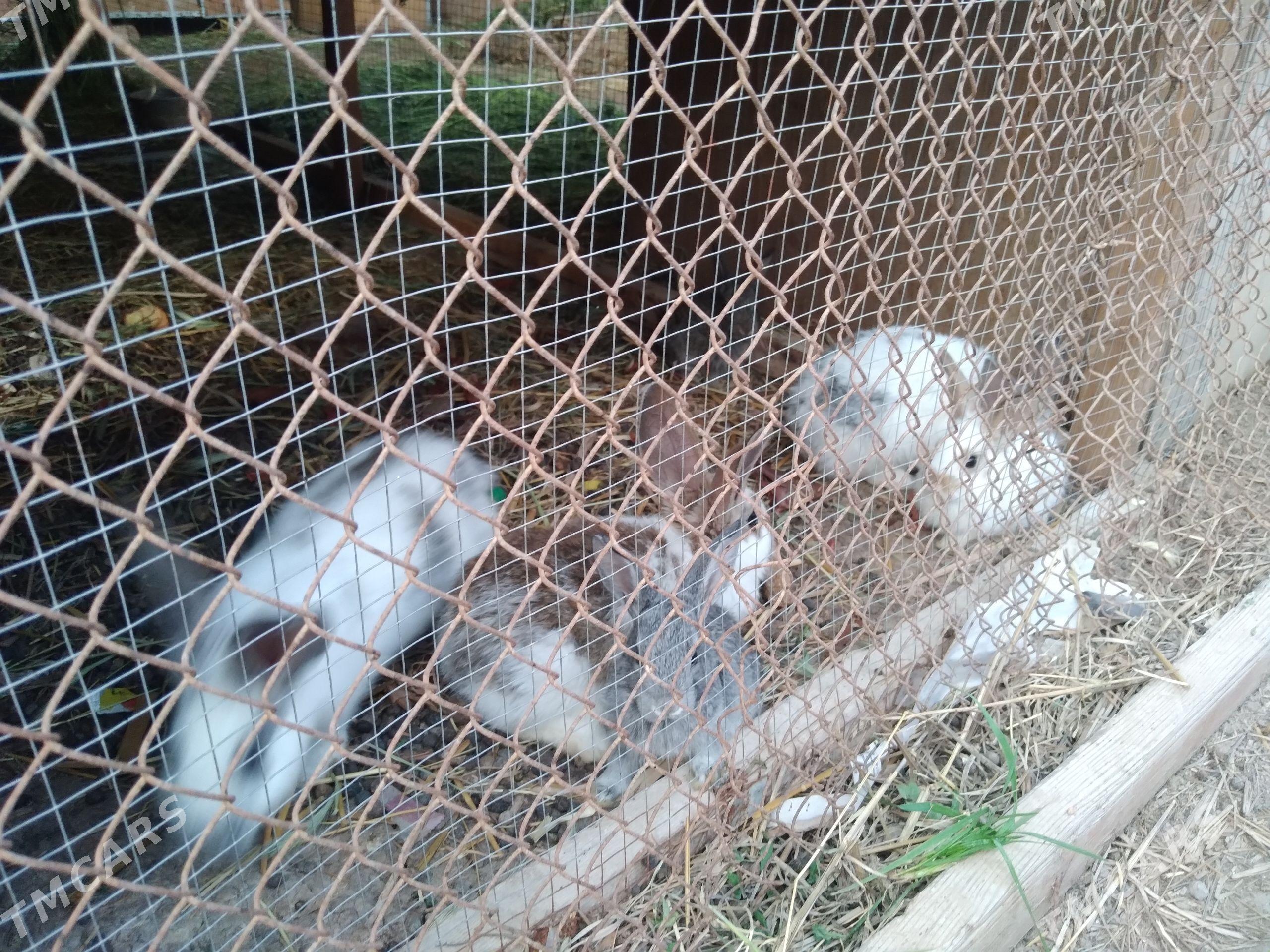 товшан - Туркменабат - img 1