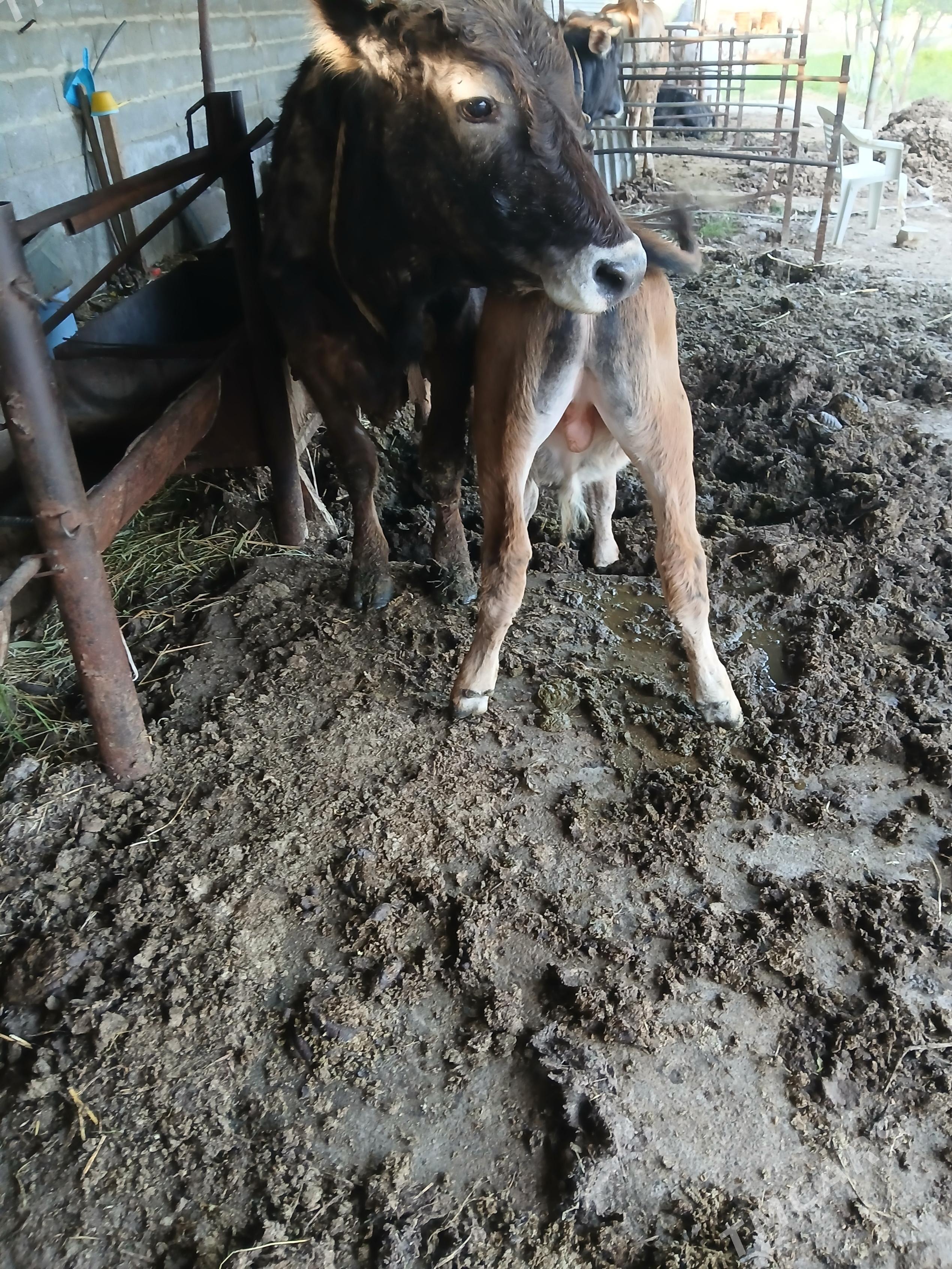 Goleli sygyr 2 sany - Бахарден - img 1