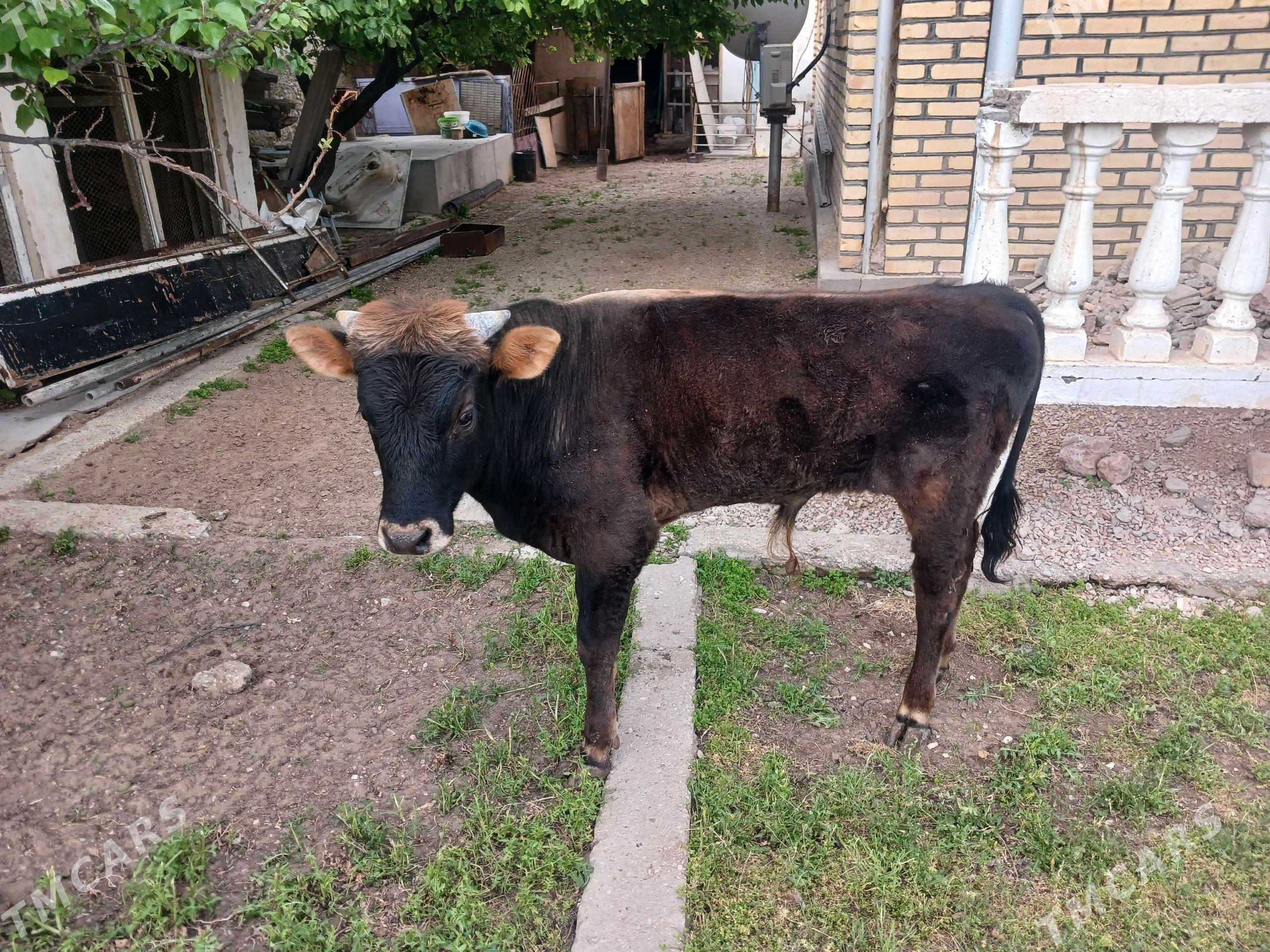 Öküzçe - Балканабат - img 1