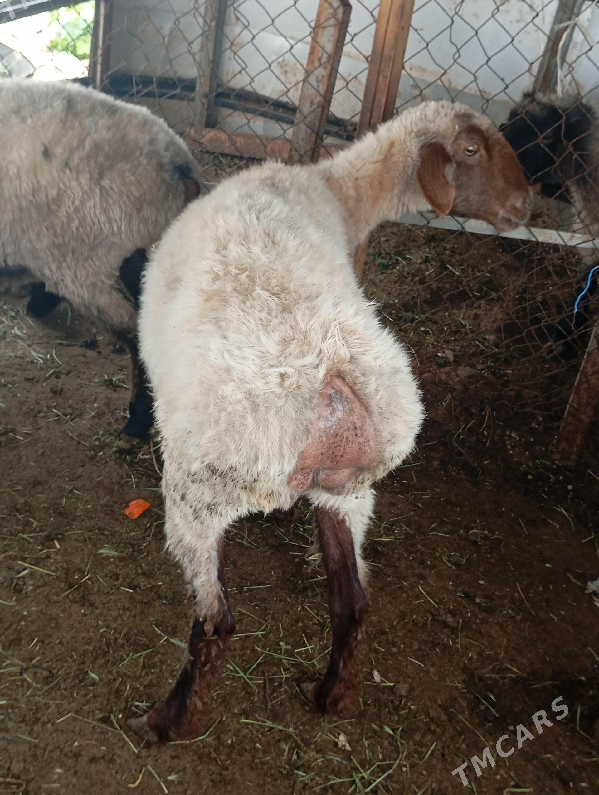 goyun bakylan - Ашхабад - img 1