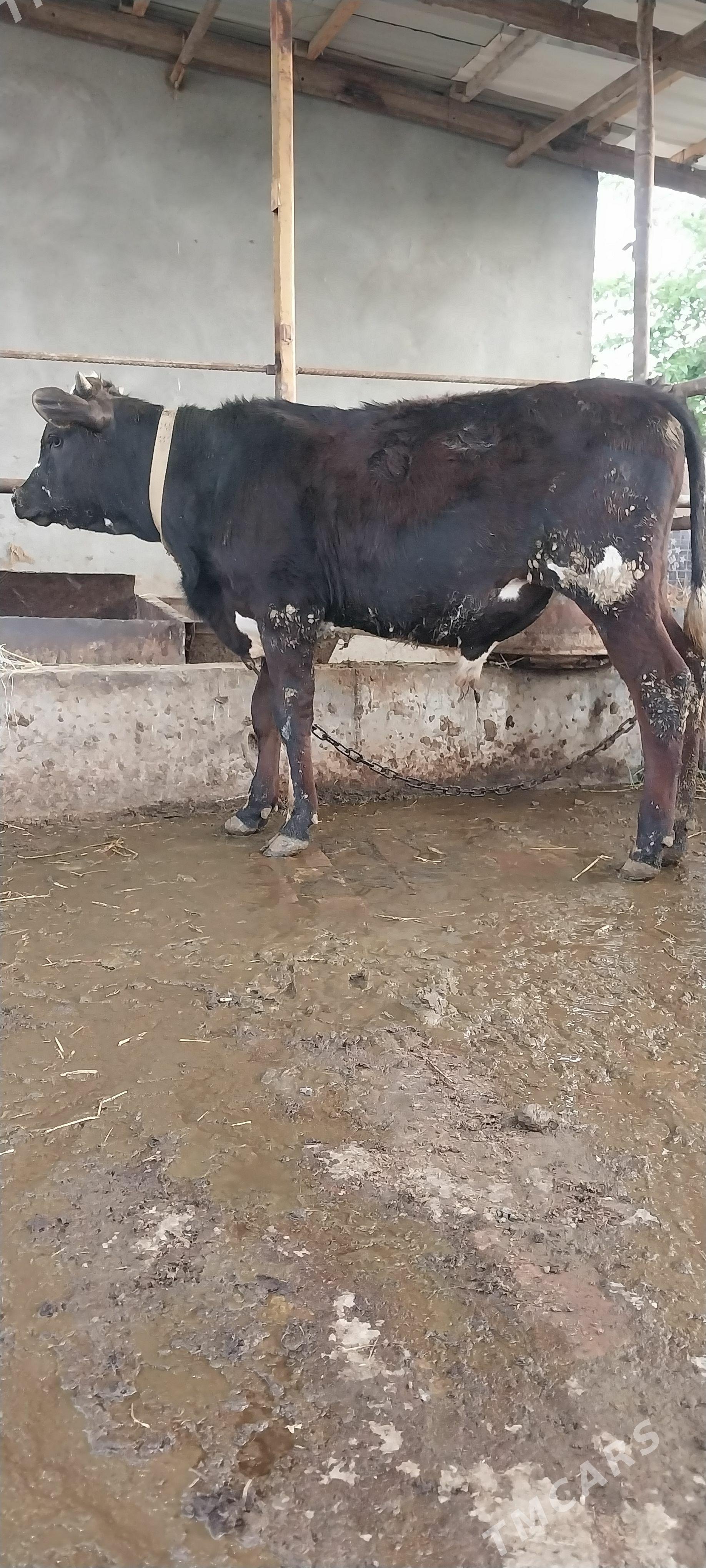 OKUZ - Гёкдепе - img 1