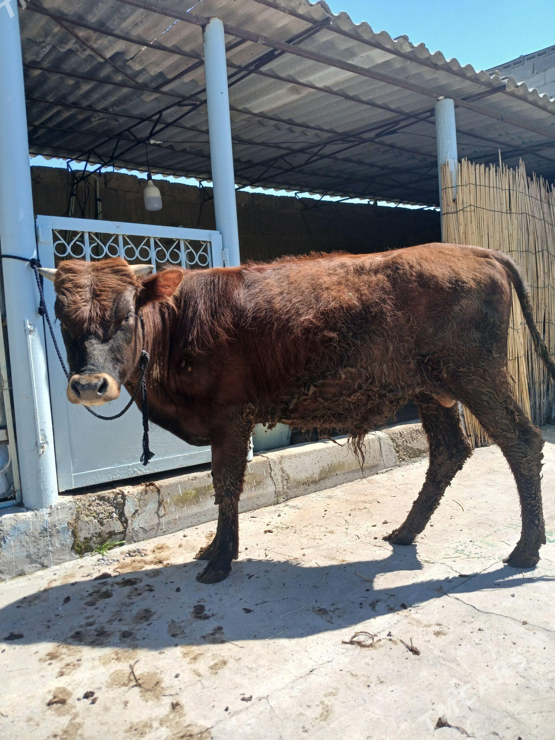 ÖKÜZ - Бузмеин - img 1