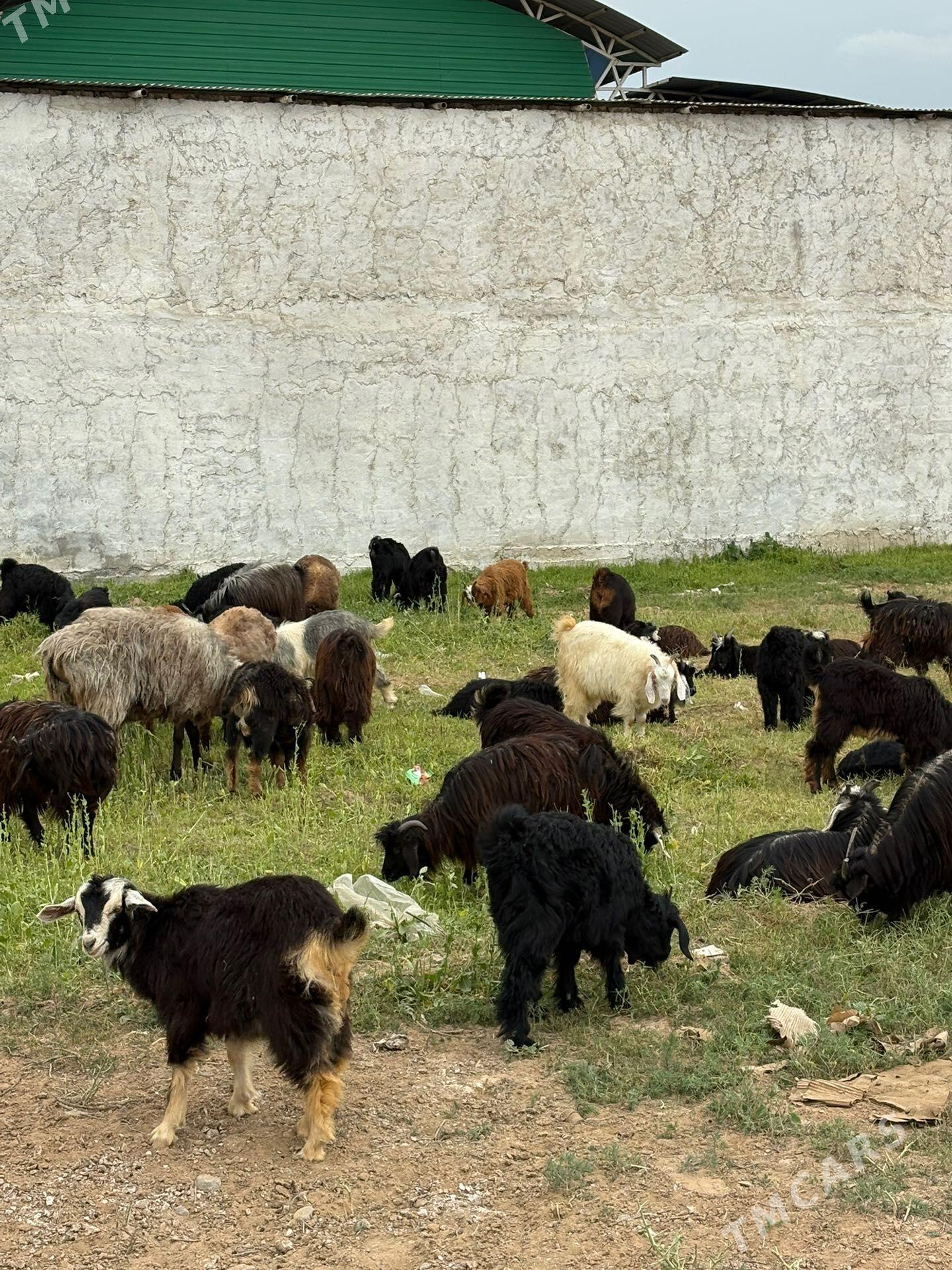 çewiş - Ашхабад - img 1