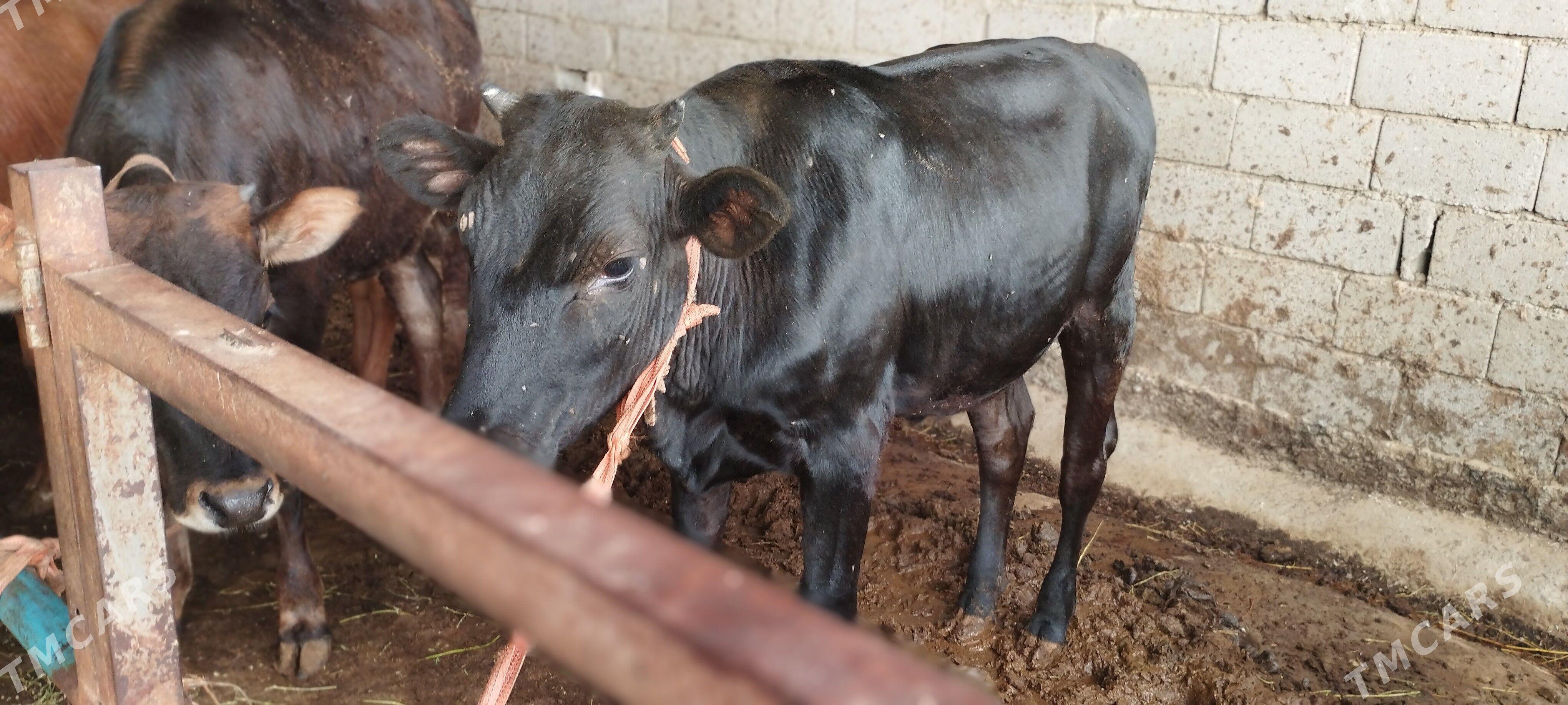 Baklgy tüwe - Gökdepe - img 1