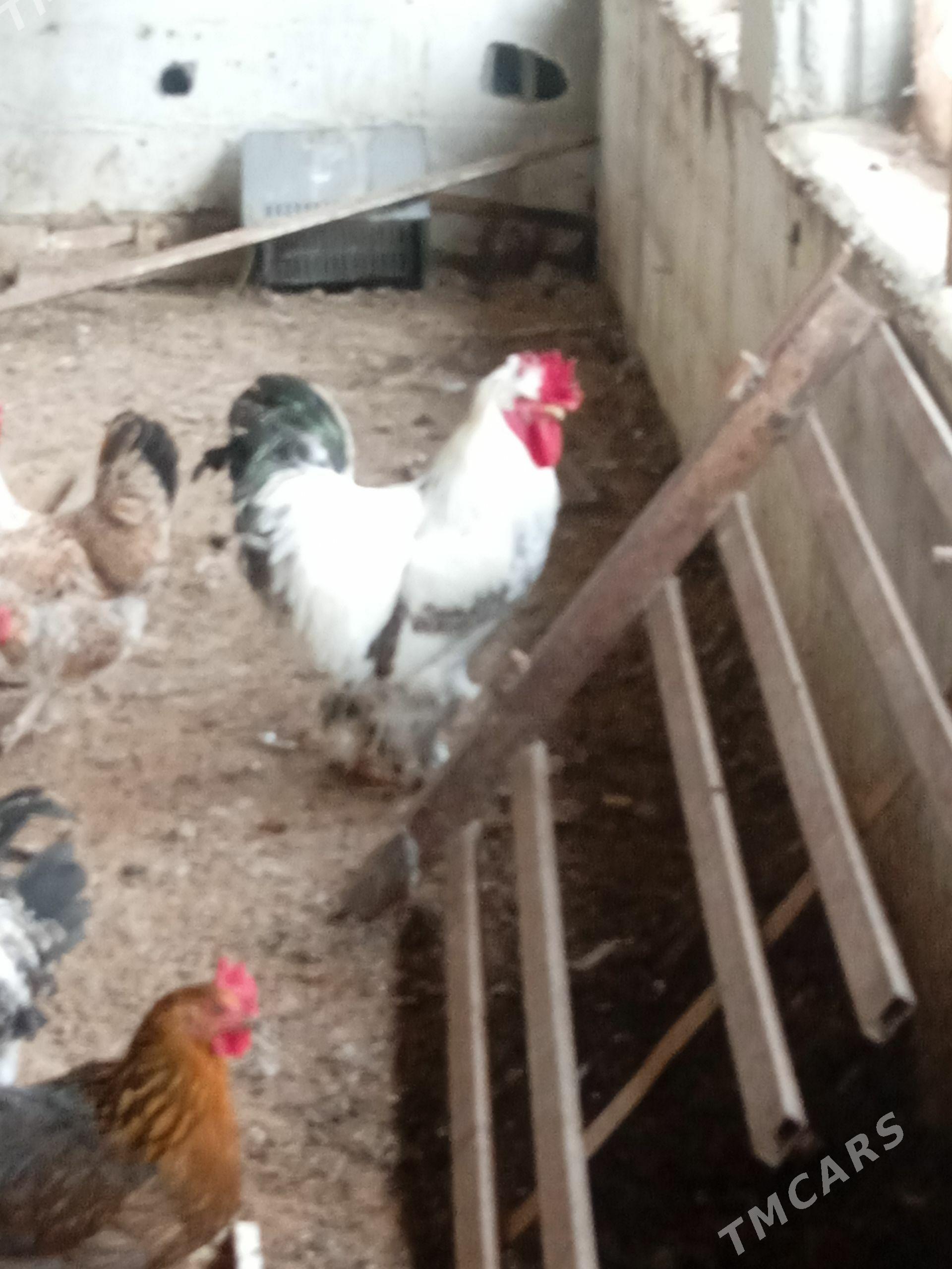 BRAMA TROYKA - Бузмеин - img 1