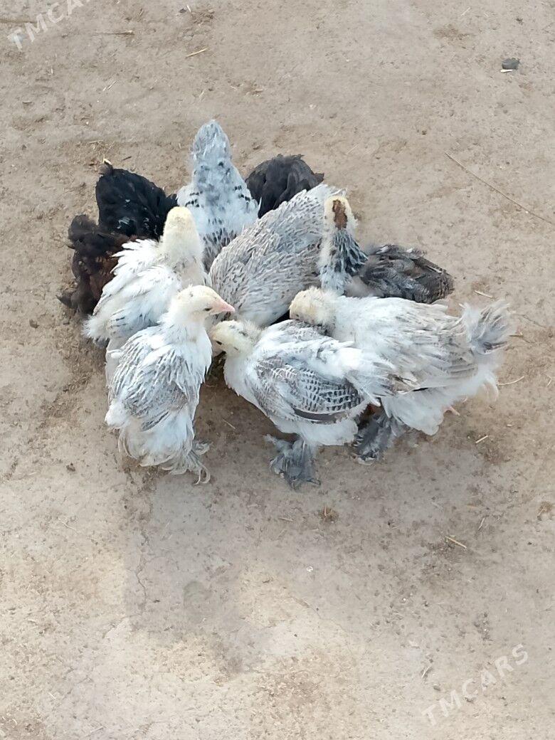 juje - Сакарчага - img 1