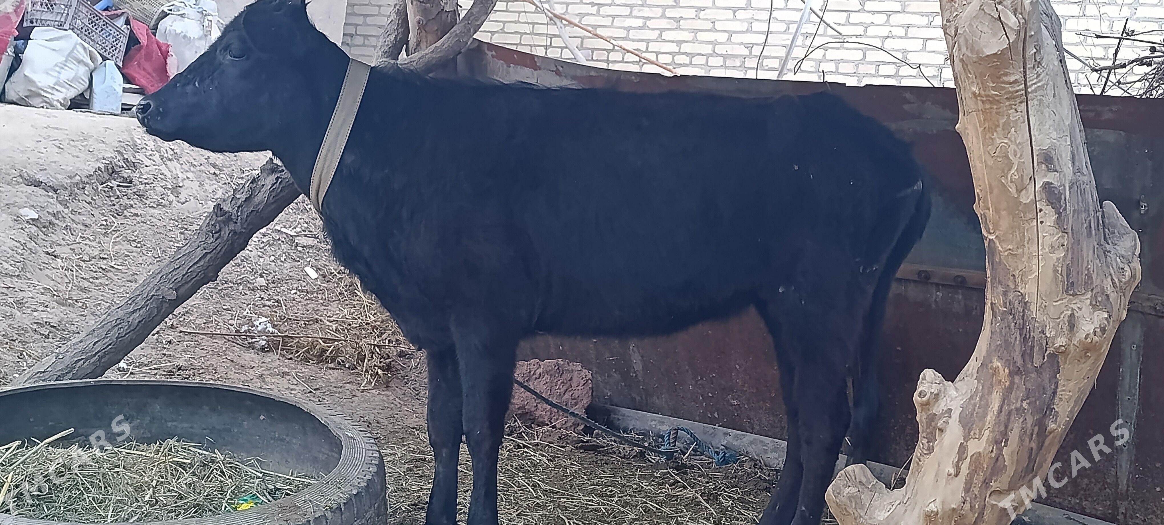 unajyn - Чарджоу - img 1