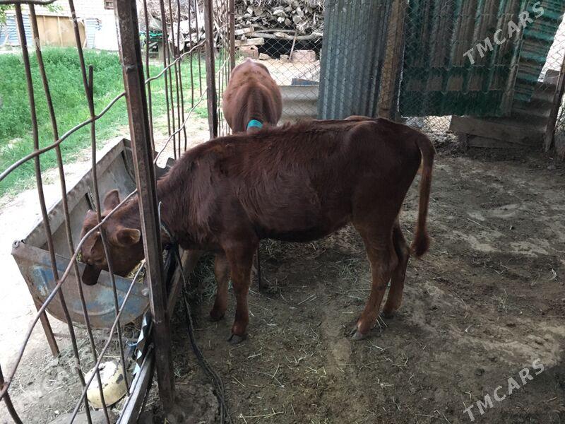 Gulajyn - Sakarçäge - img 1