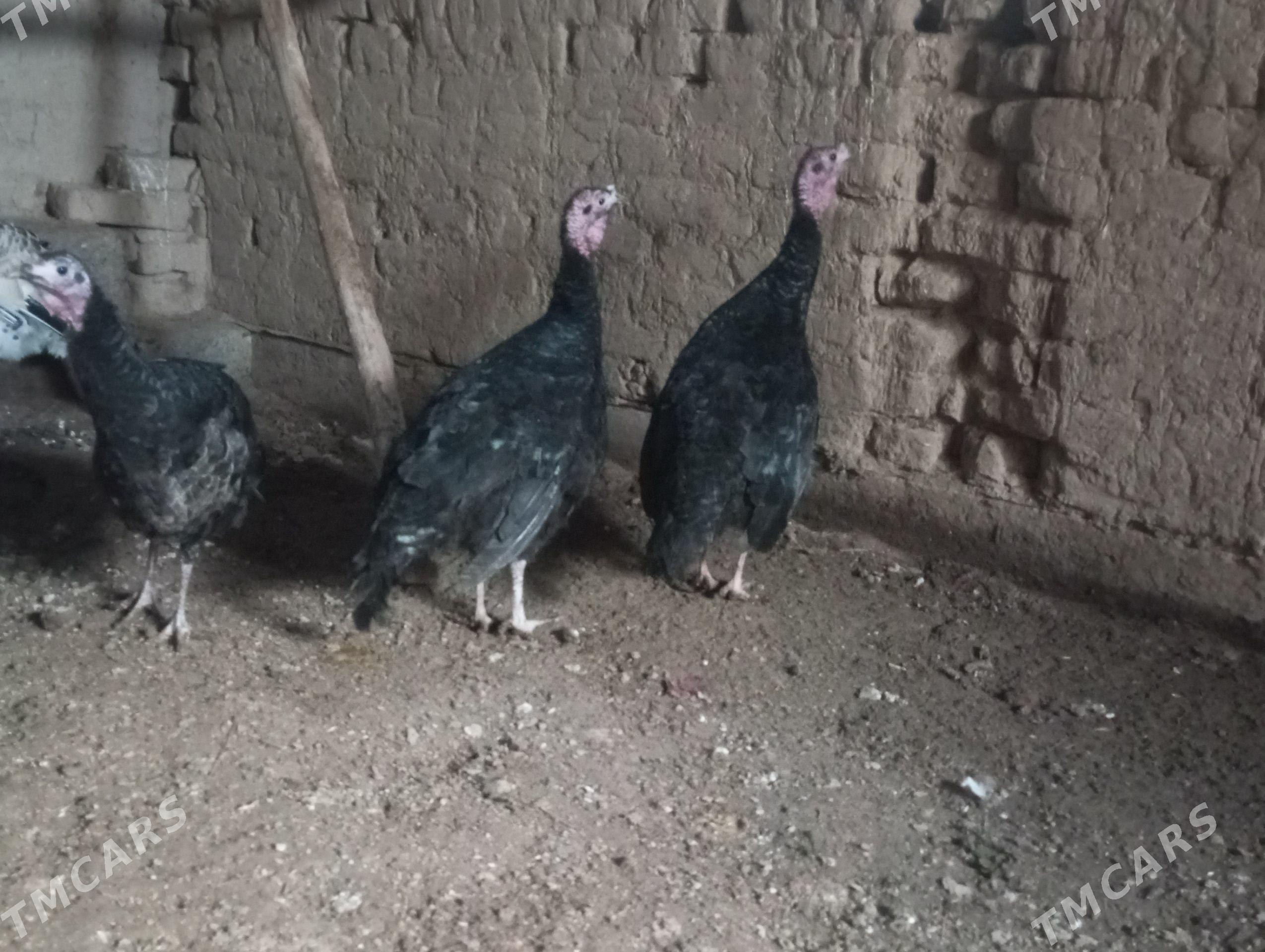 induk - Şabat etr. - img 1