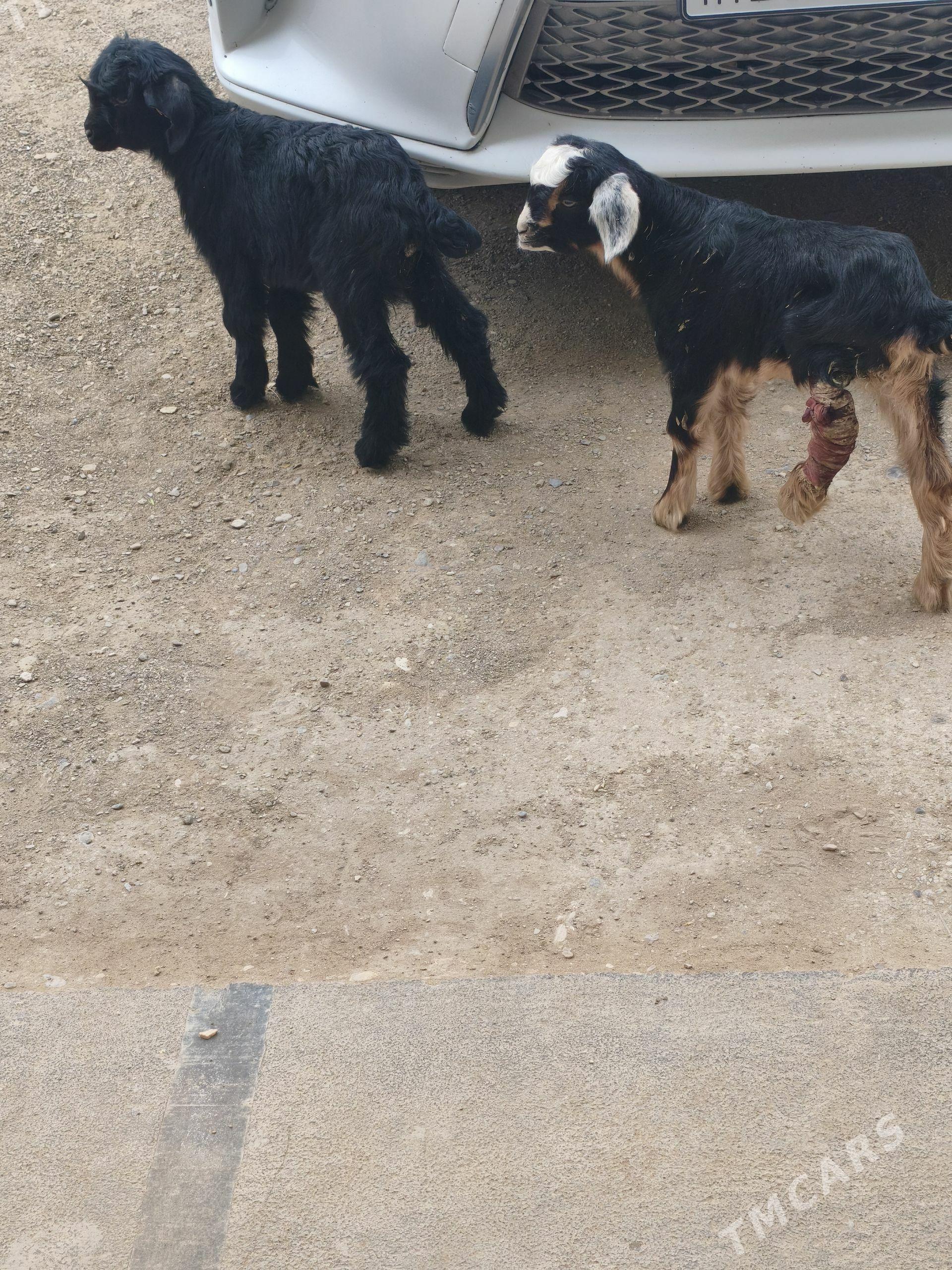 owlak - Гумдаг - img 1