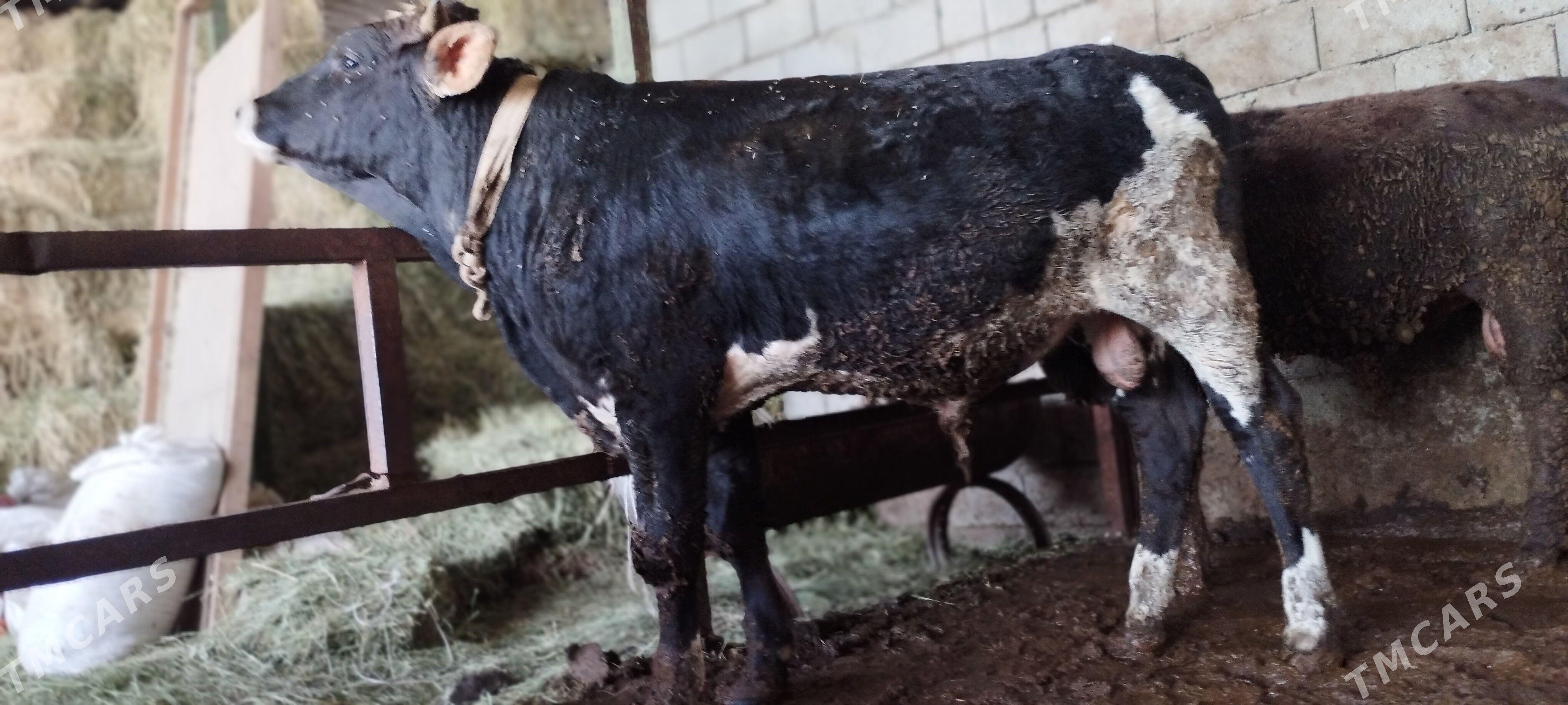 Öküz - Гёкдепе - img 1