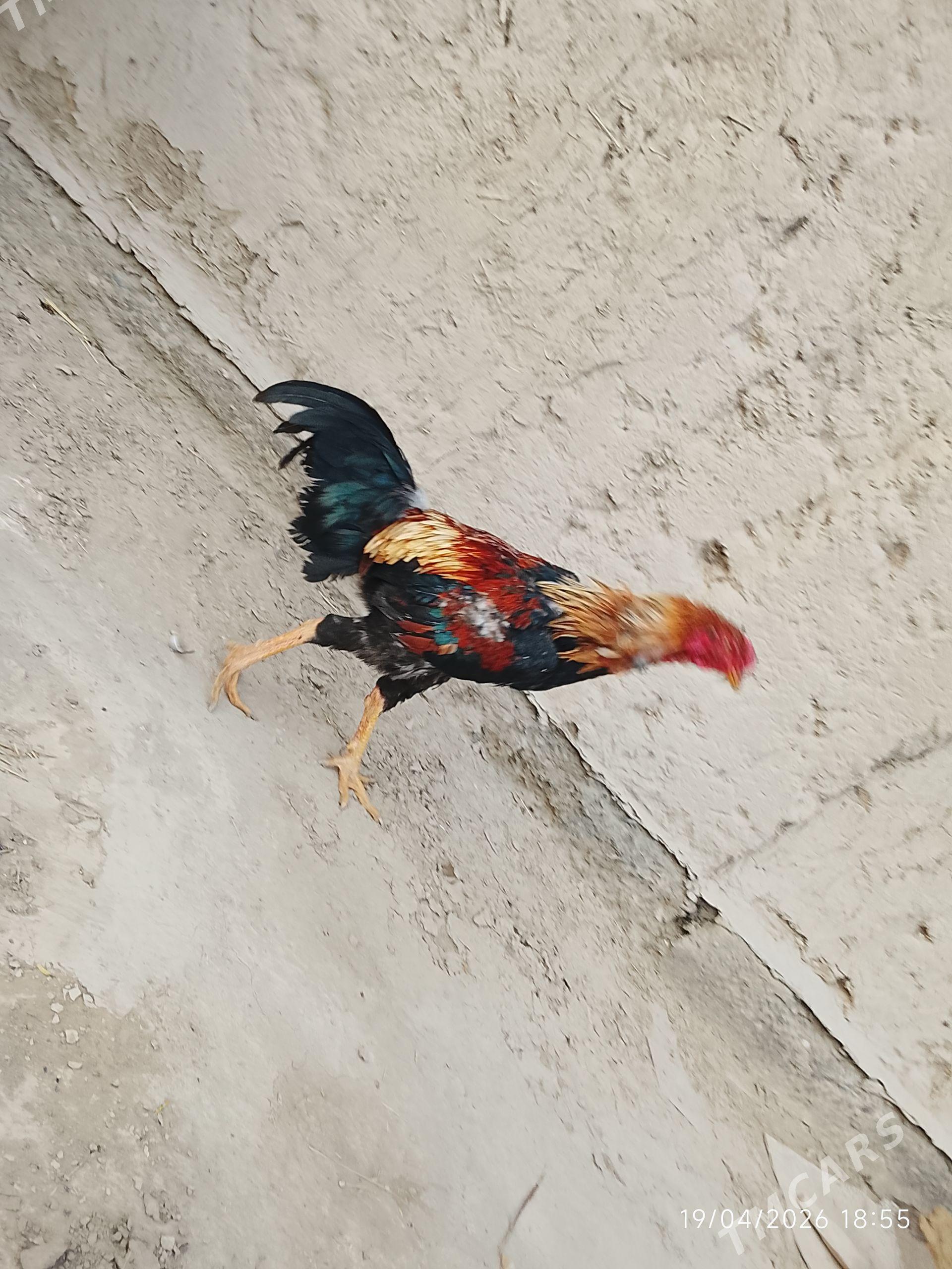 Bays juje - Farap - img 1