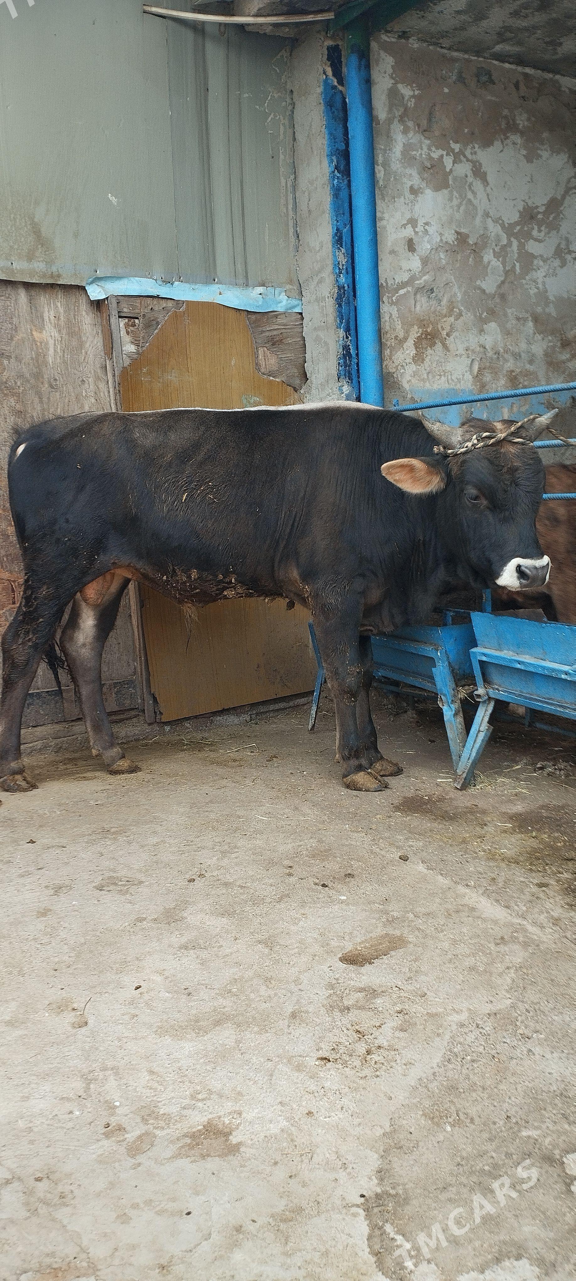 ÖKÜZ Tohum - Aşgabat - img 1