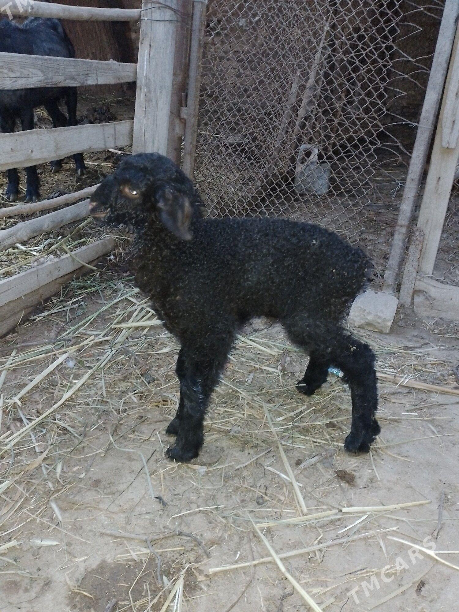 guzy - Байрамали - img 1