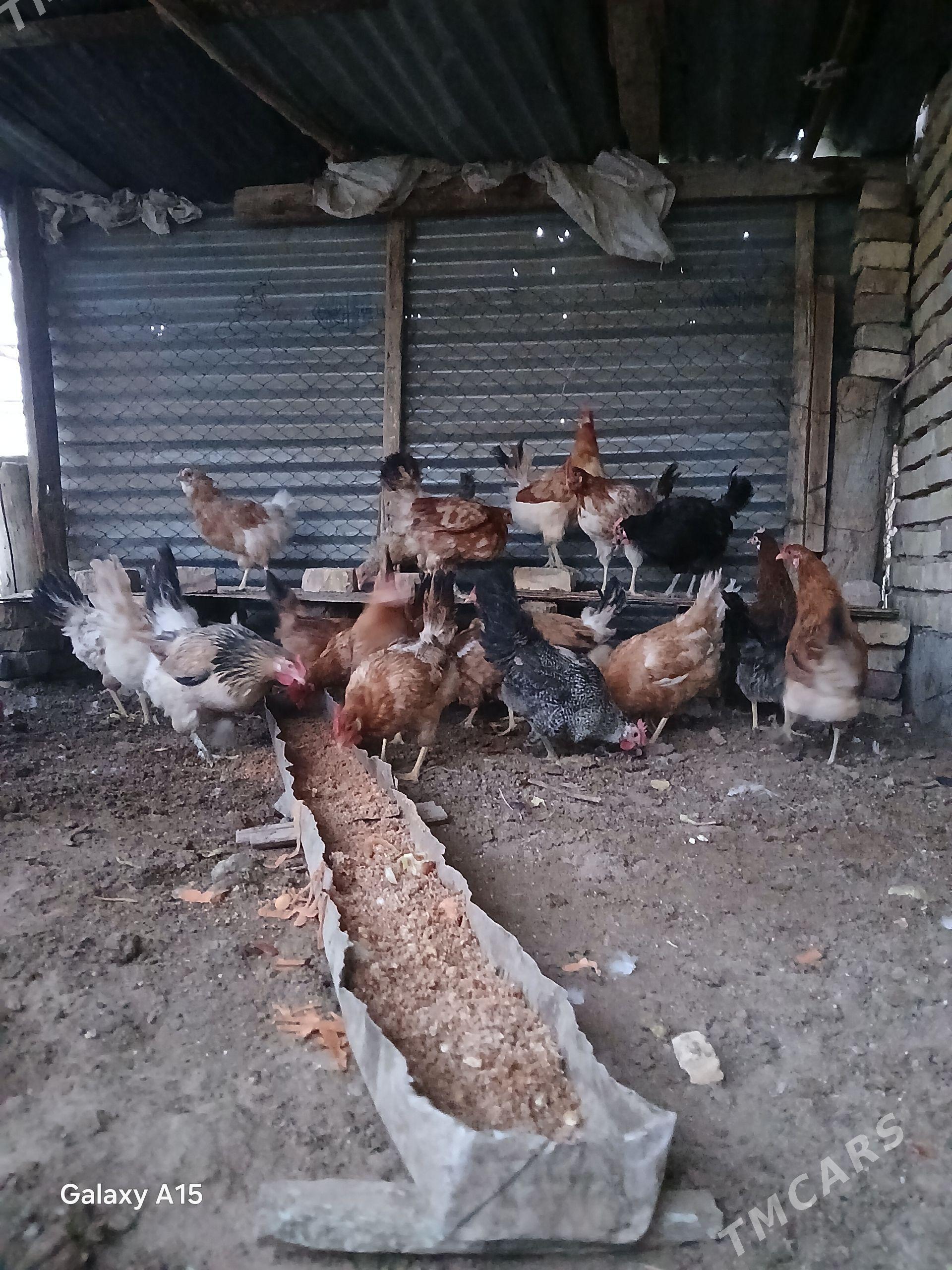 Tovuk - Mary - img 1