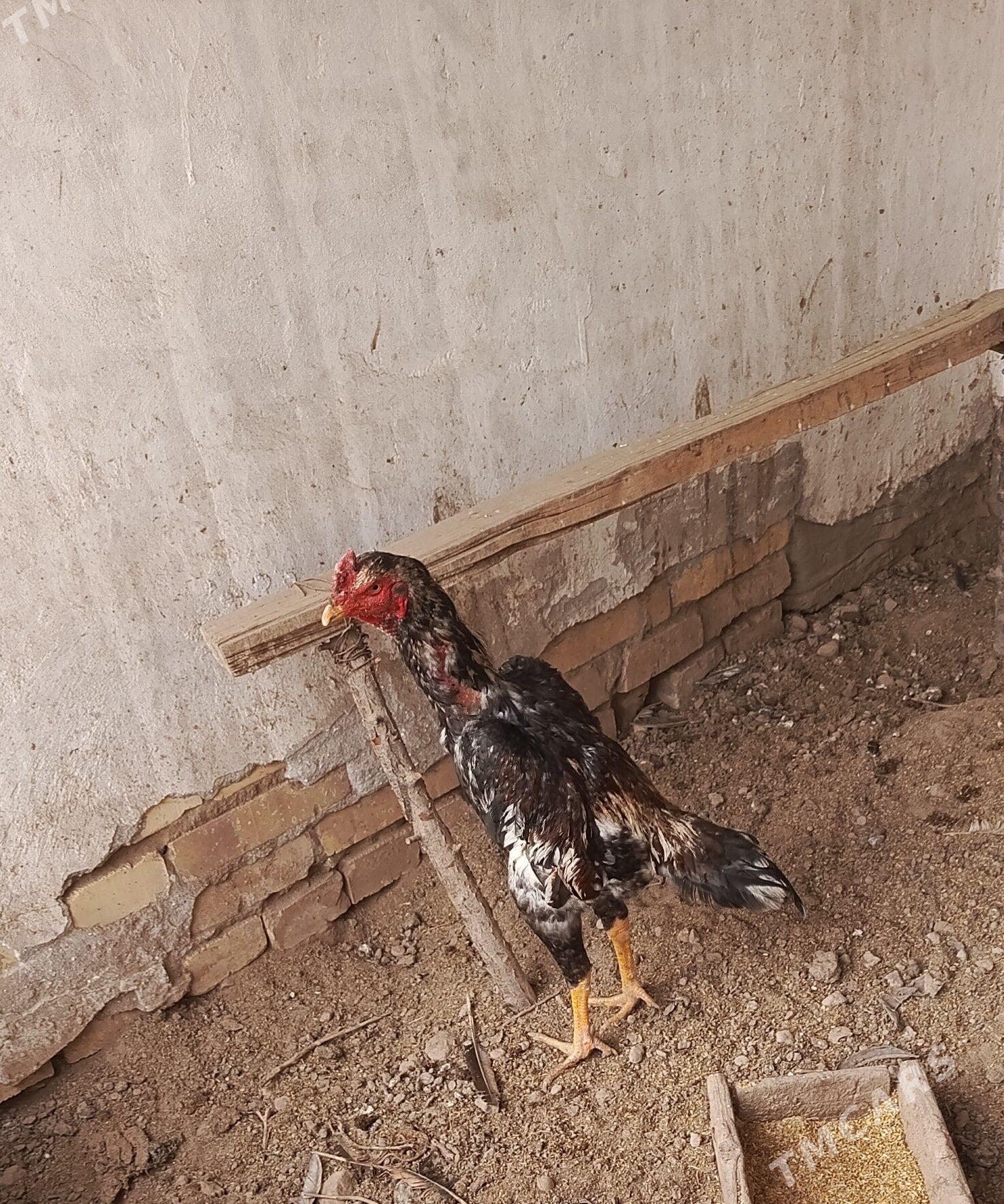 baýsow - Dänew - img 1