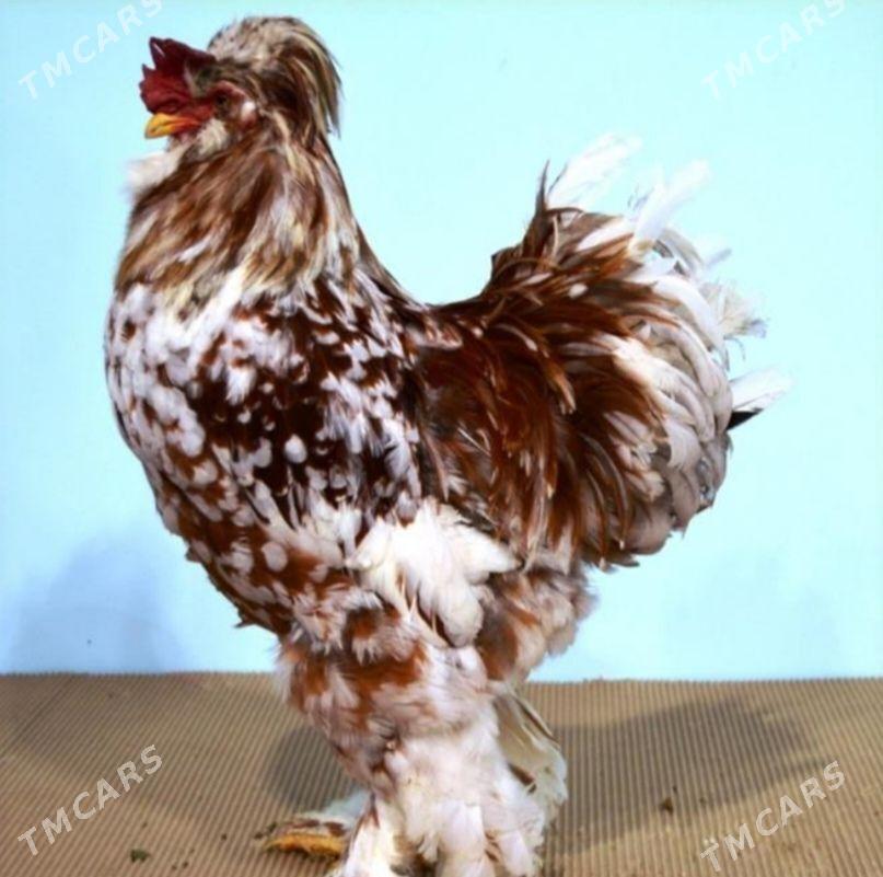 Bolgar towuklary - Aşgabat - img 1