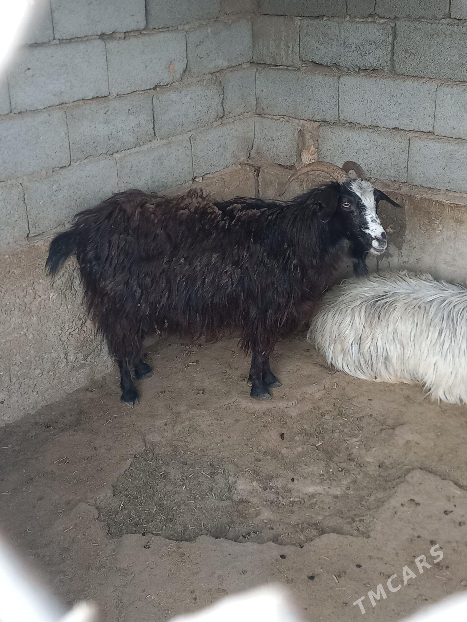 Geçi. - Balkanabat - img 1