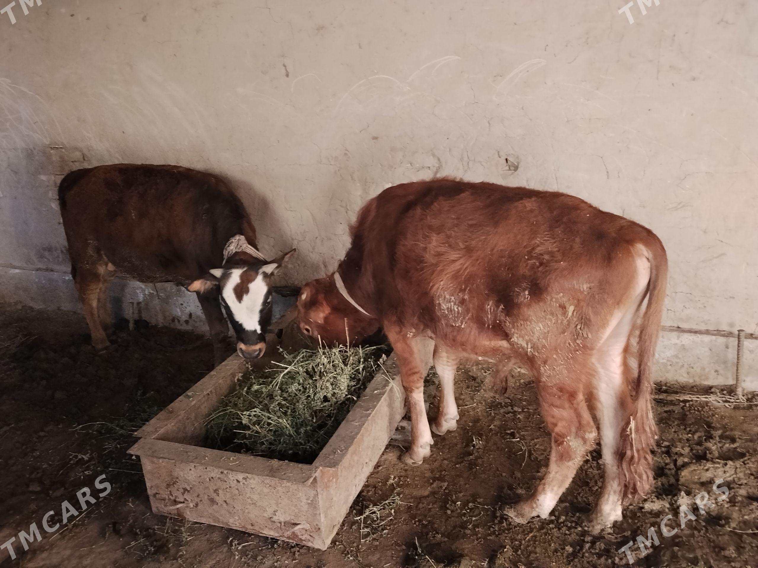 okuz - Sakarçäge - img 1