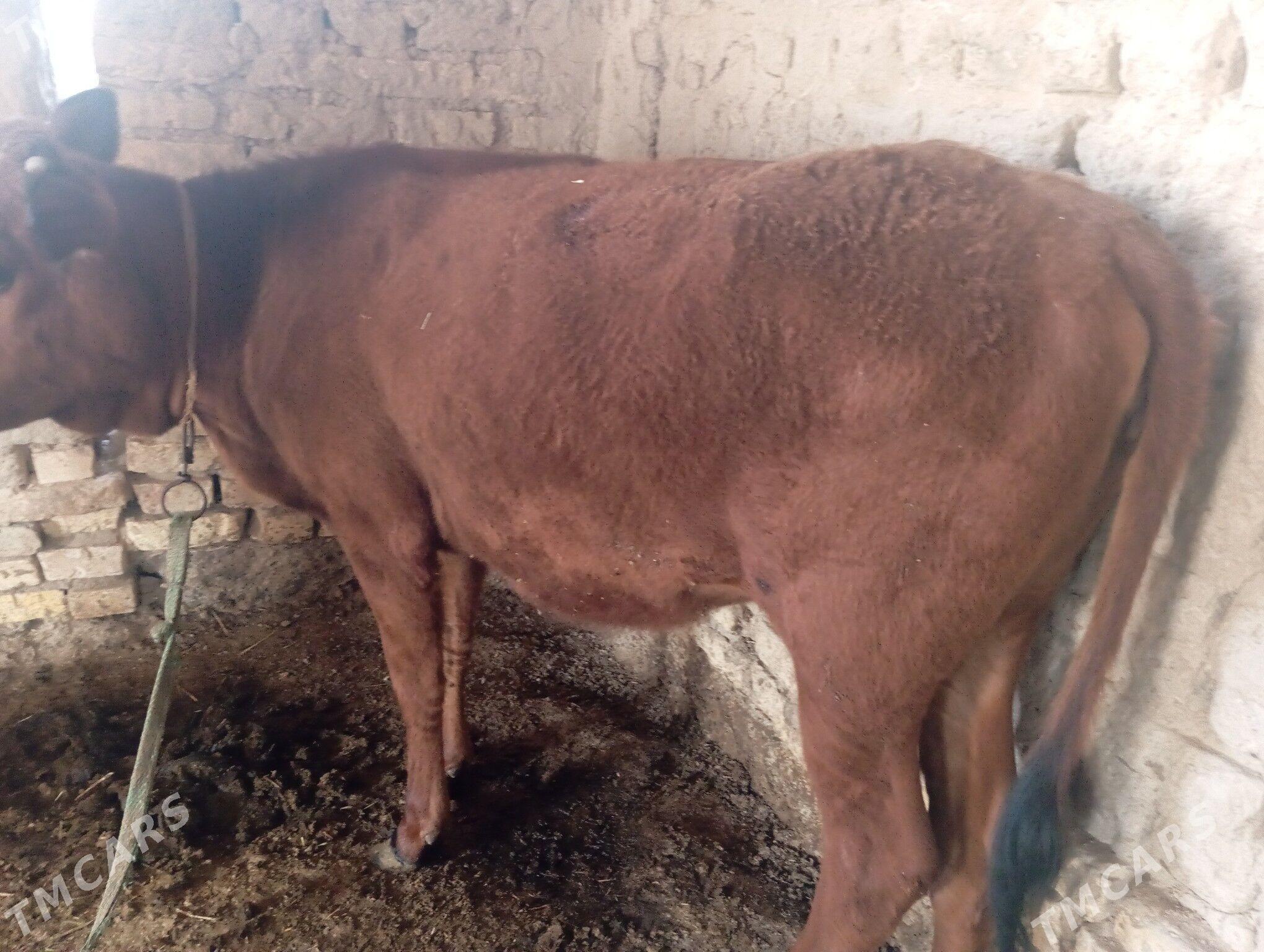 Gulajyn göle - Mary - img 1