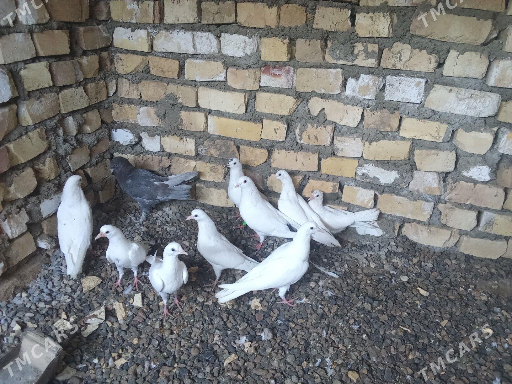 Kepderi - Mary - img 1